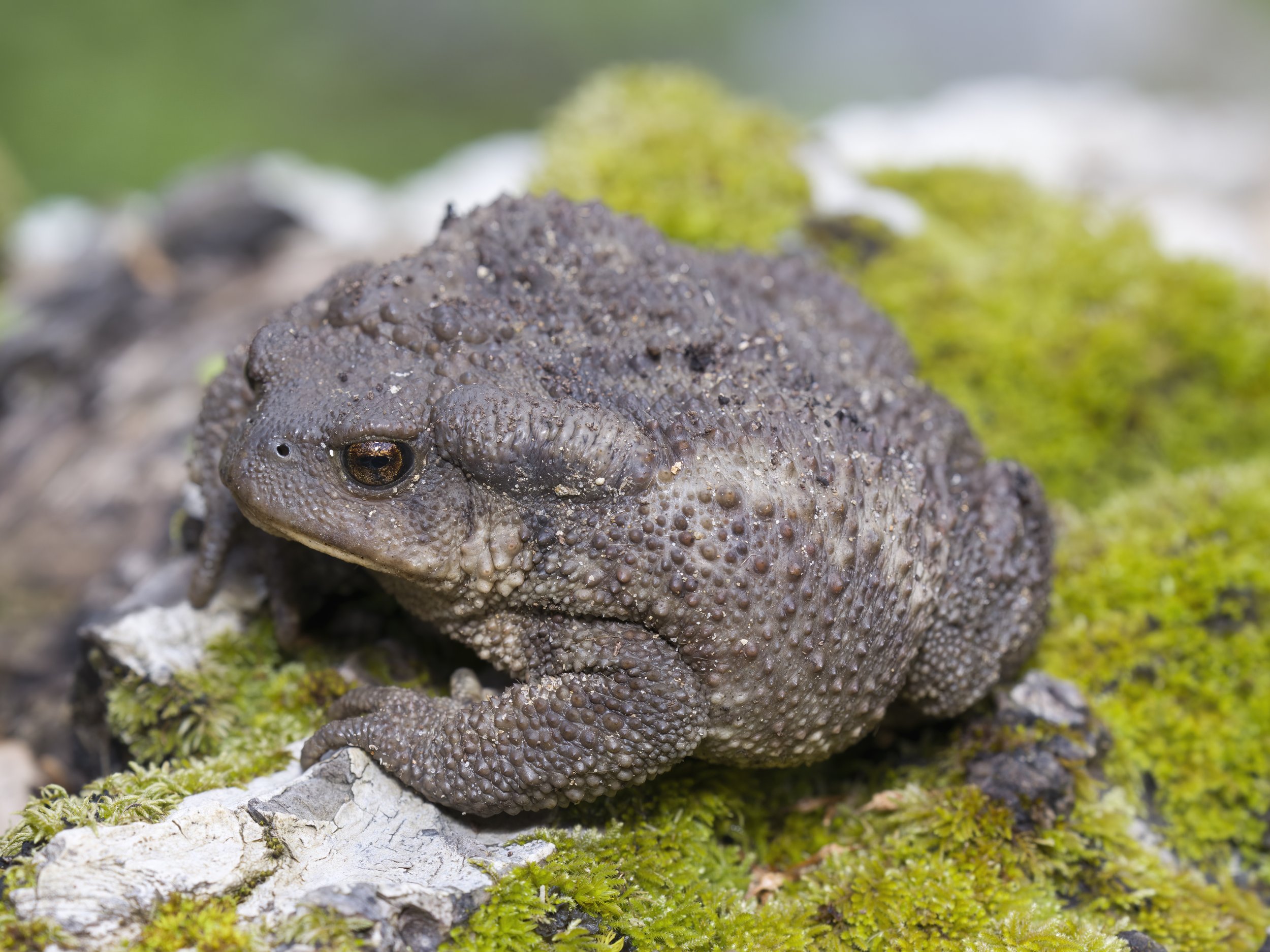 Toads Amphibians