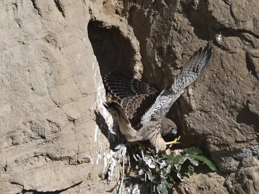 Eurasian Kestrel — best of the story