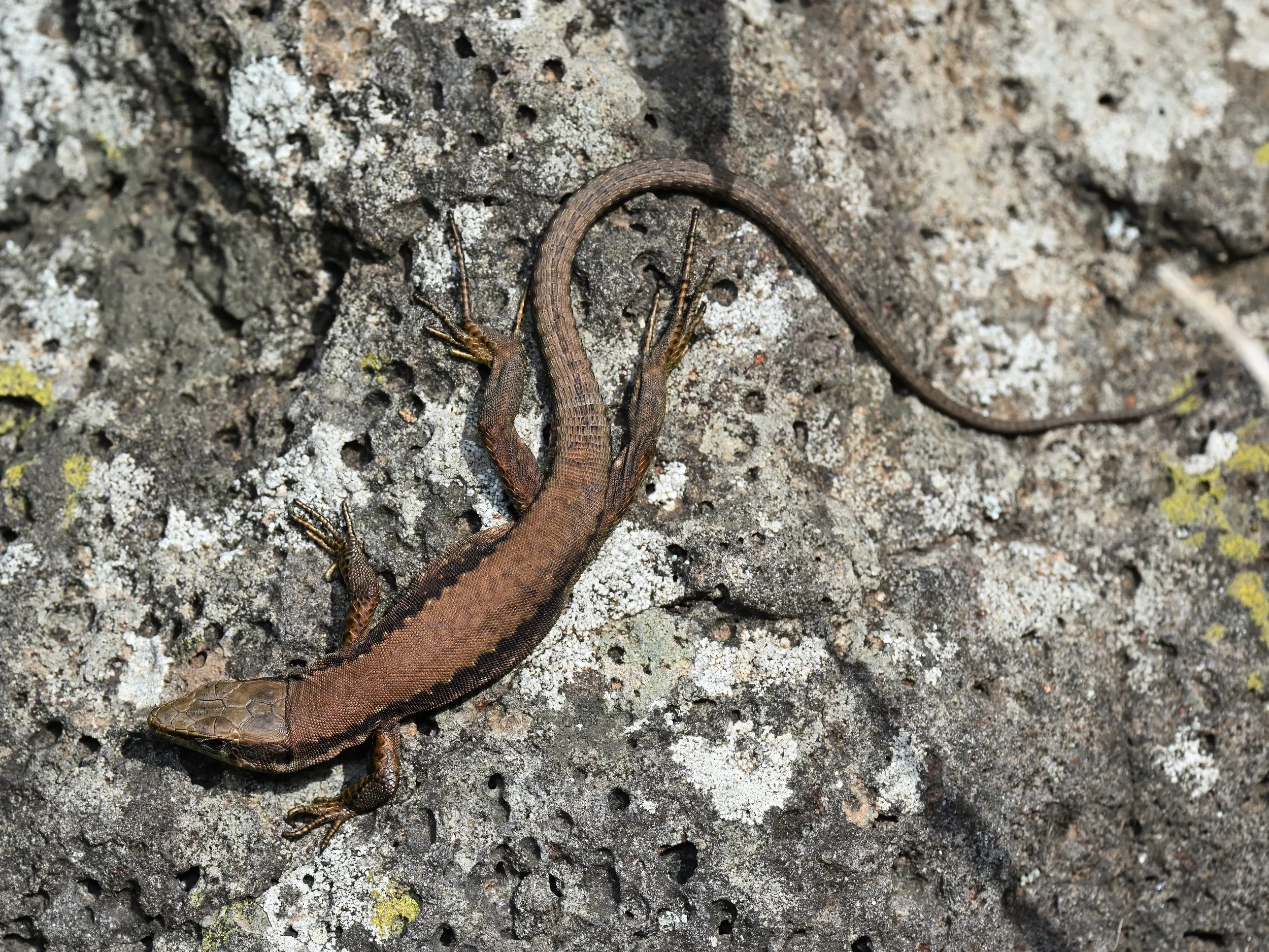 Lebanon Lizard | سحلية لبنان | Phoenicolacerta laevis