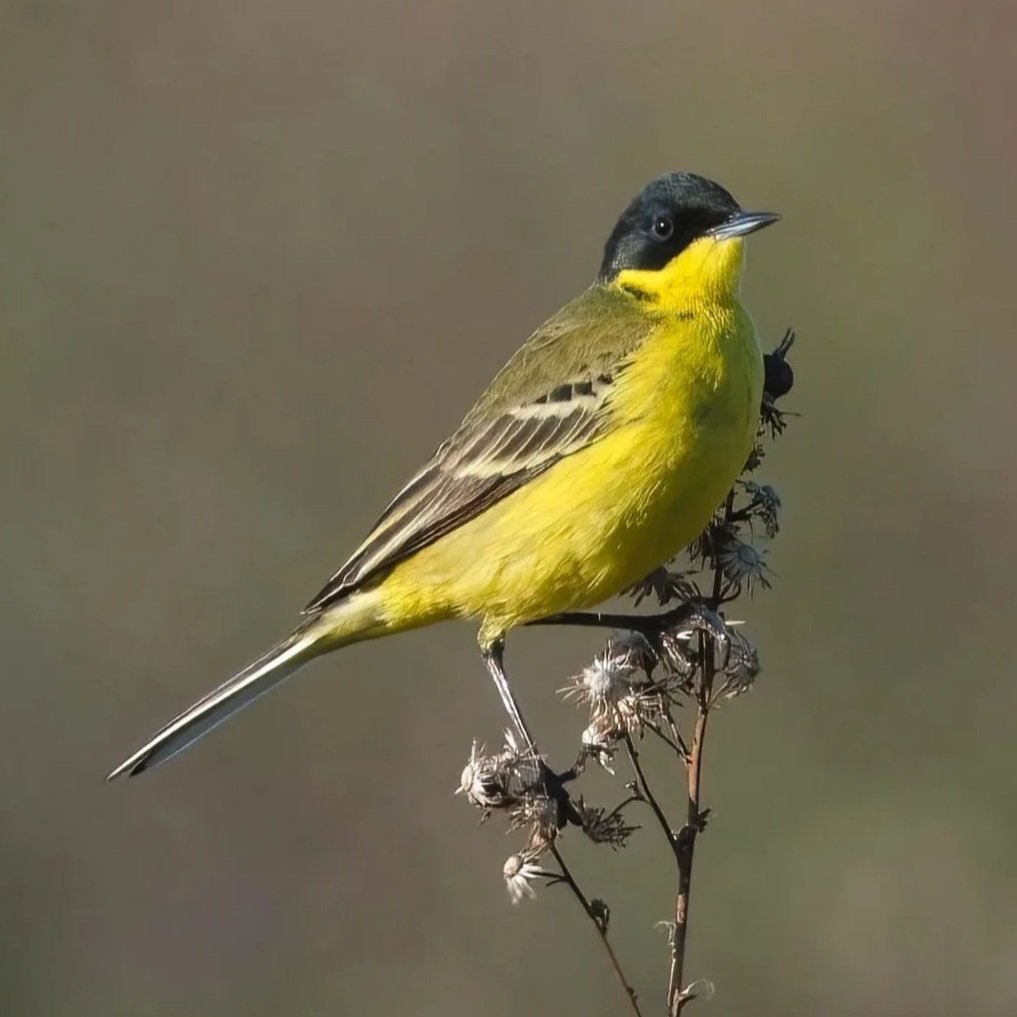 Eastern Yellow Wagtail (Motacilla tschutschensis)