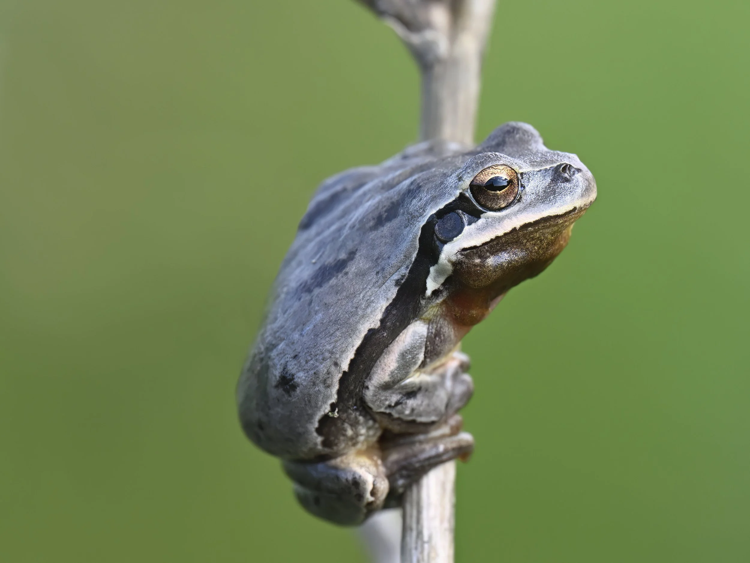 Wildlife Photography Lebanon