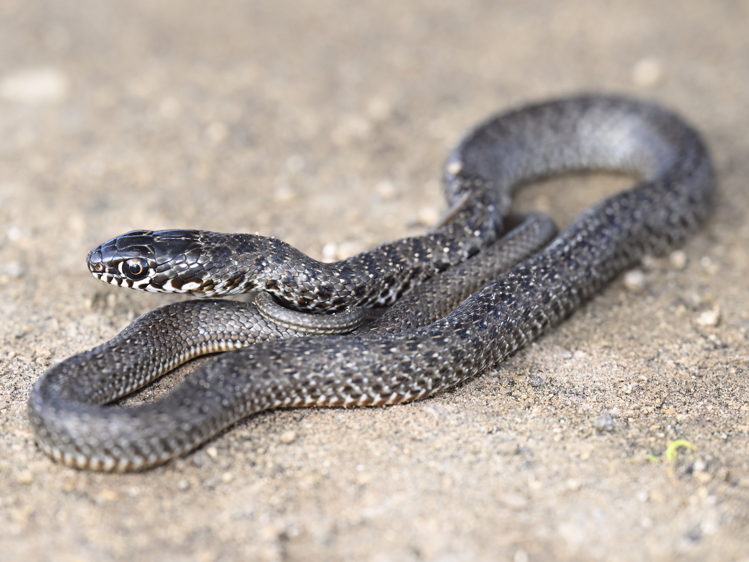 Juvenile Large Whip Snake (Dolichophis jugularis)