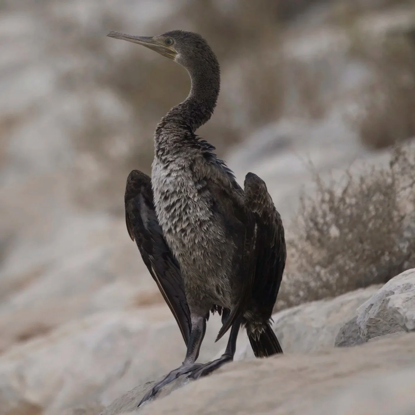 Birds of UAE