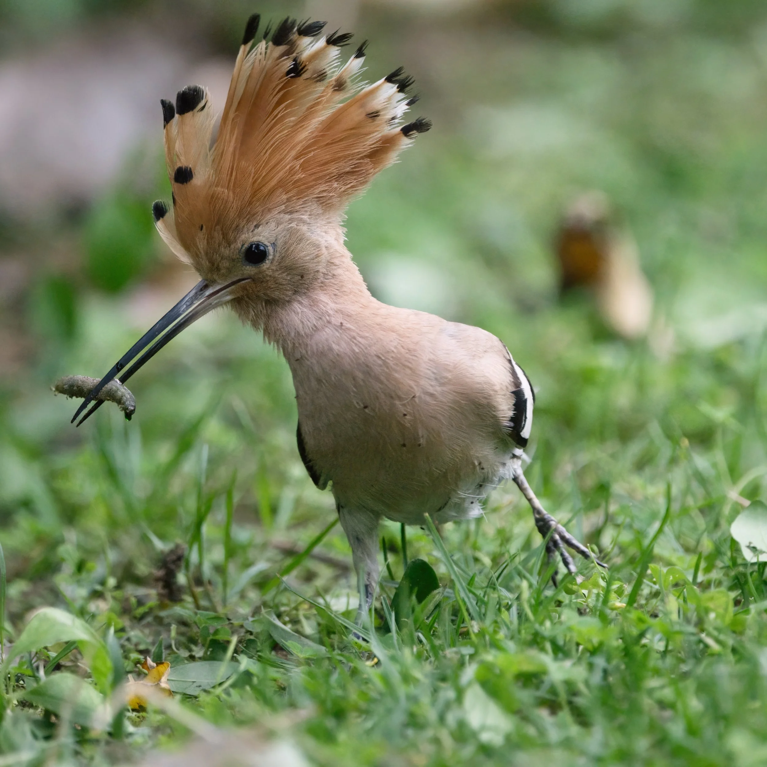 Eurasian Hoopoe (هدهد أوراسي)