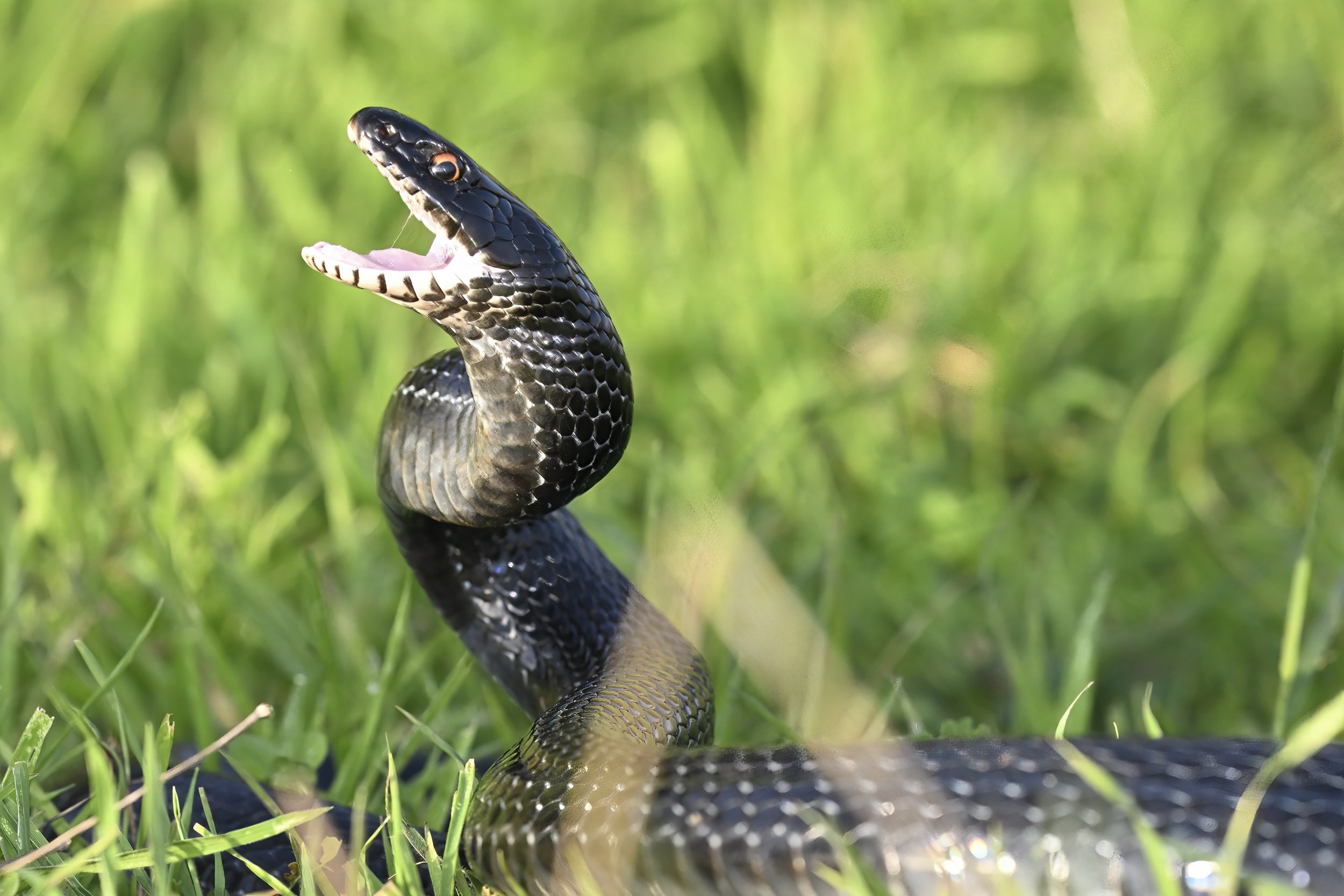Large Whip Snake (Dolichophis jugularis)