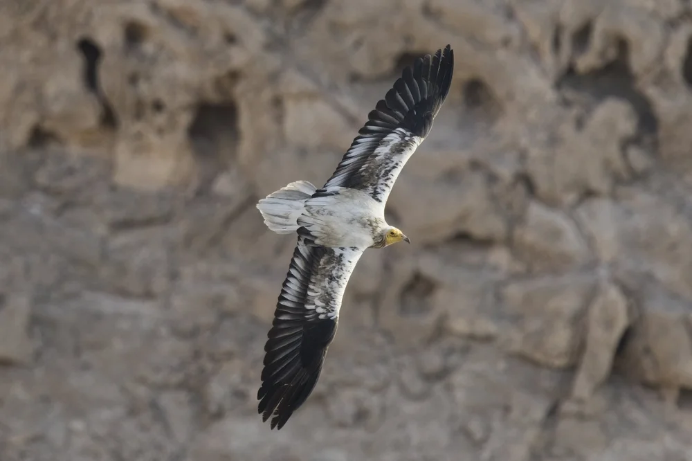 Egyptian Vulture Colony Jebel Hafeet UAE