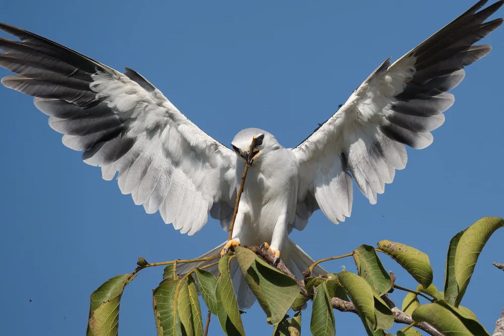 Black-winged Kite getting nesting materials