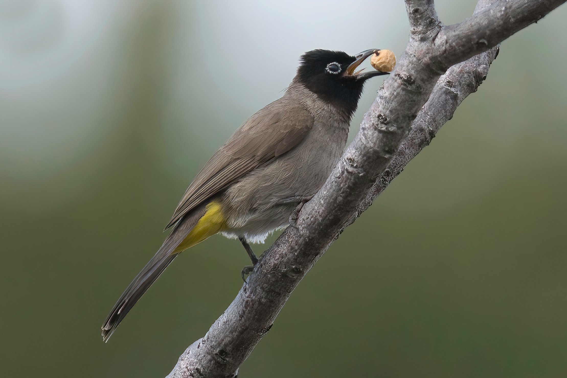 Birds of Lebanon