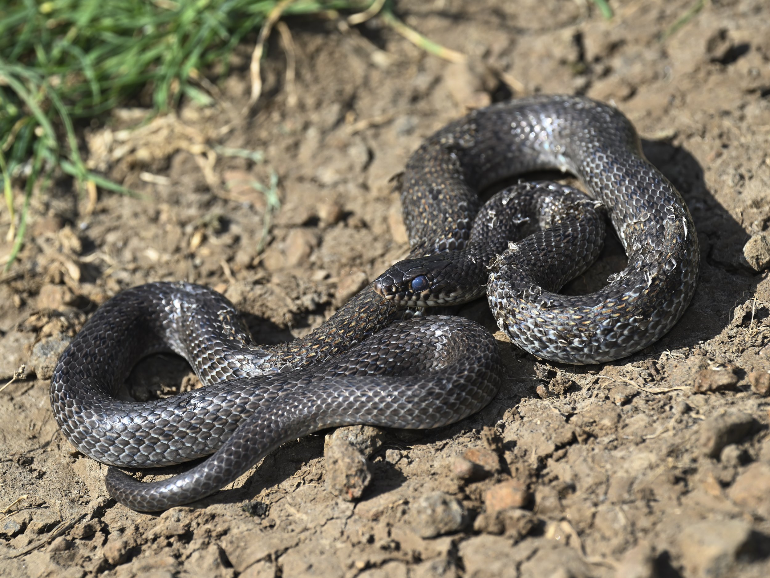 Large Whip Snake (Dolichophis jugularis)