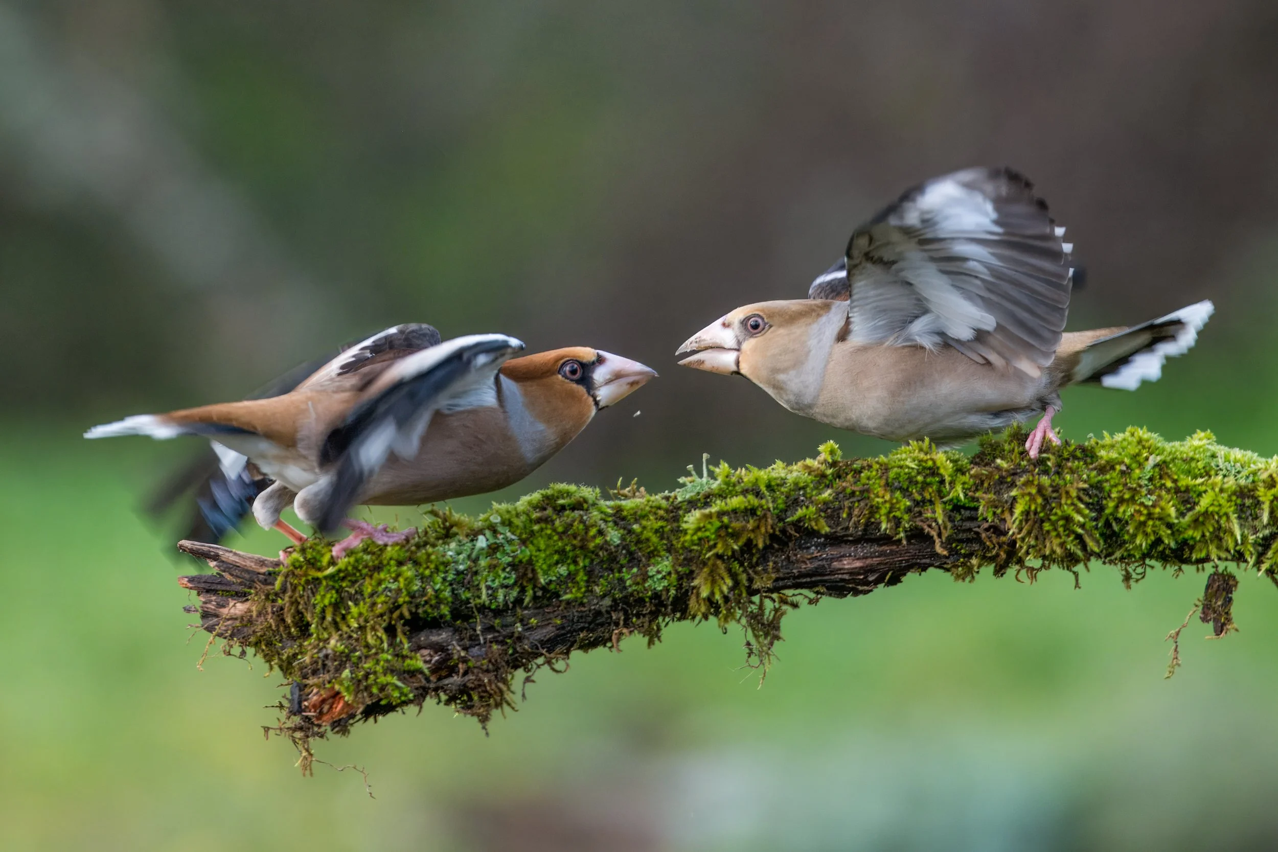 Hawfinch - Spain wildlife