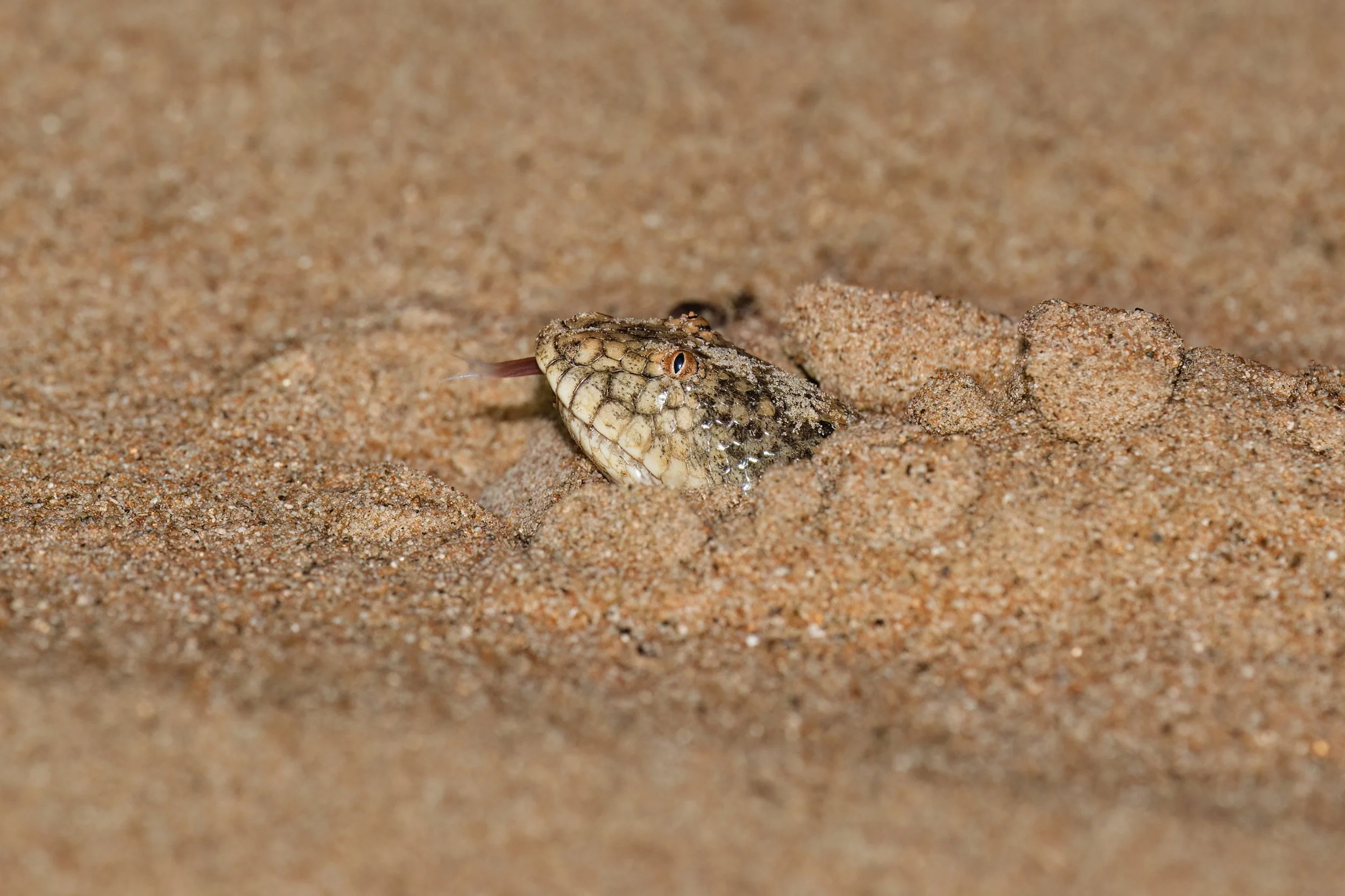 Arabian Sand Boa (Eryx jayakari)