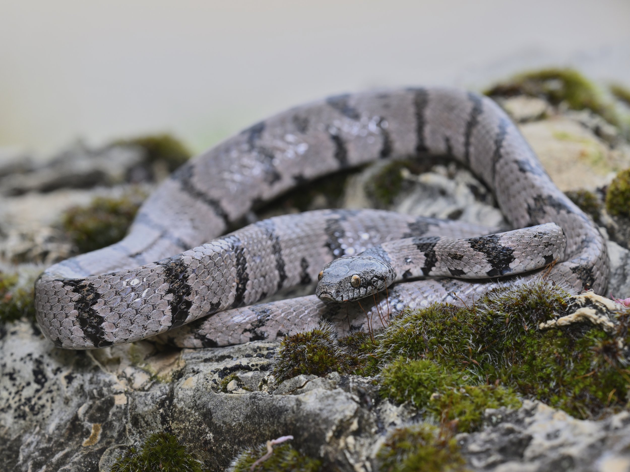 Lebanon Snakes