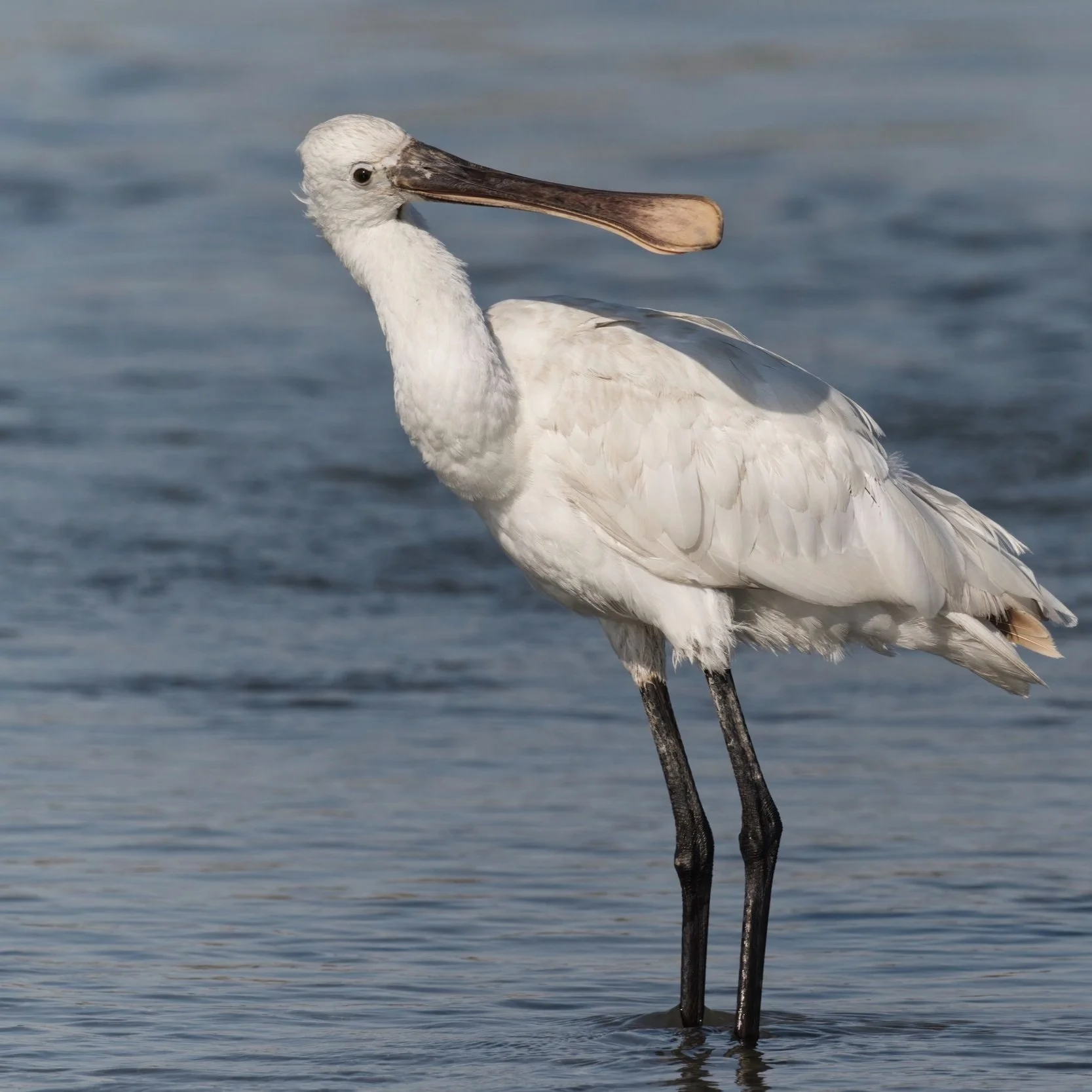 Eurasian Spoonbill (Platalea leucorodia)