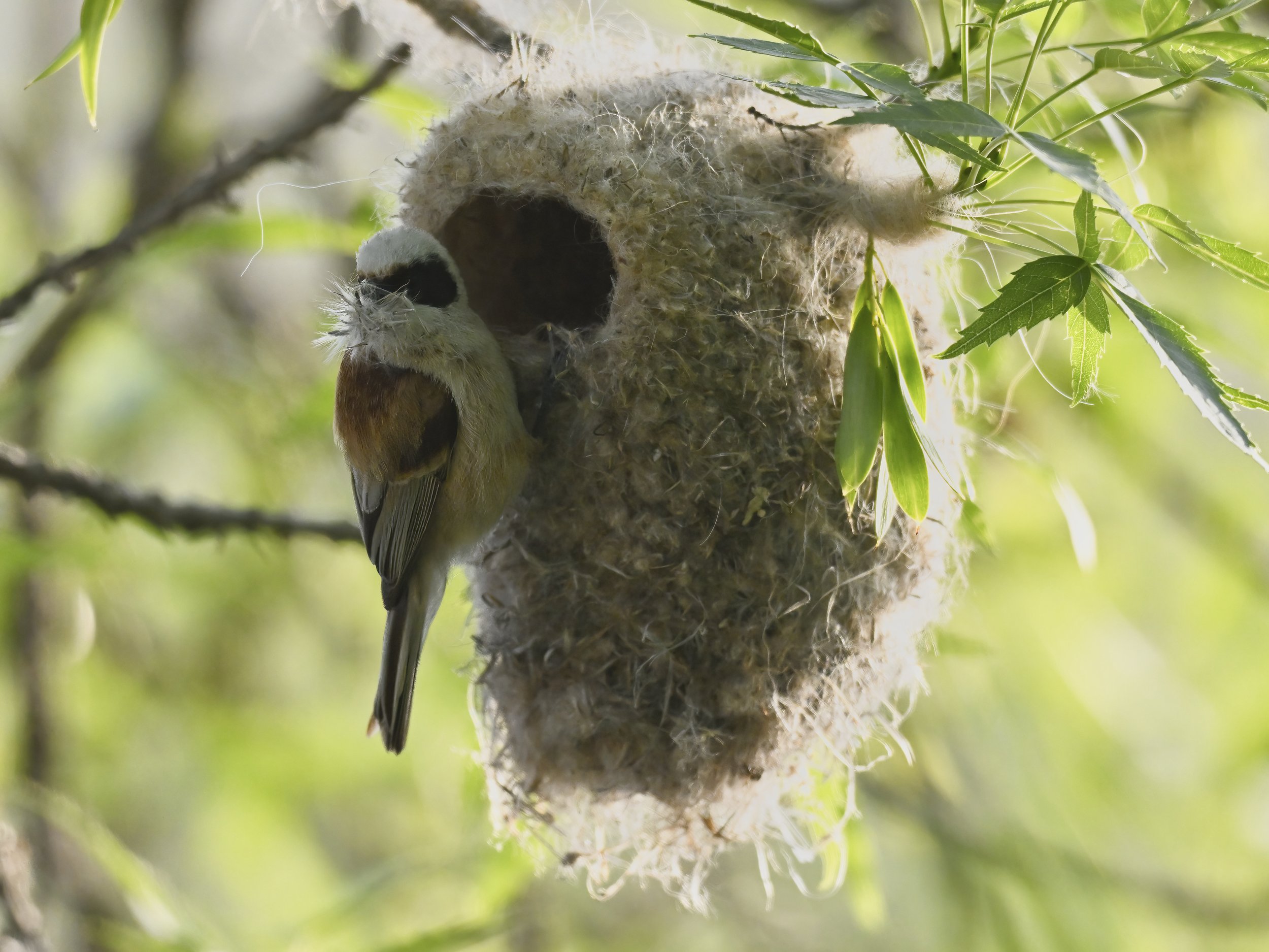 Birds nesting