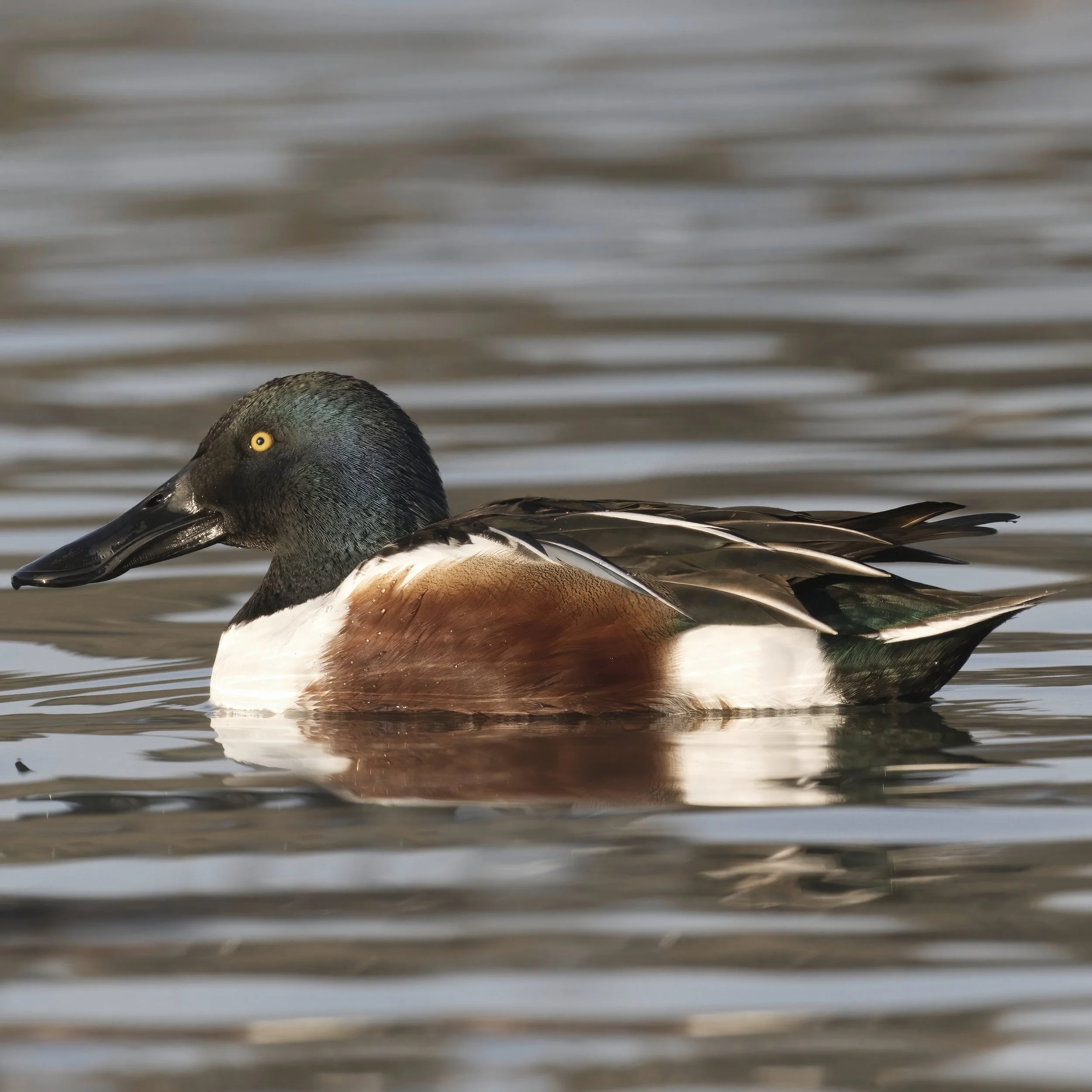 Northern Shoveler \ Spatula clypeata