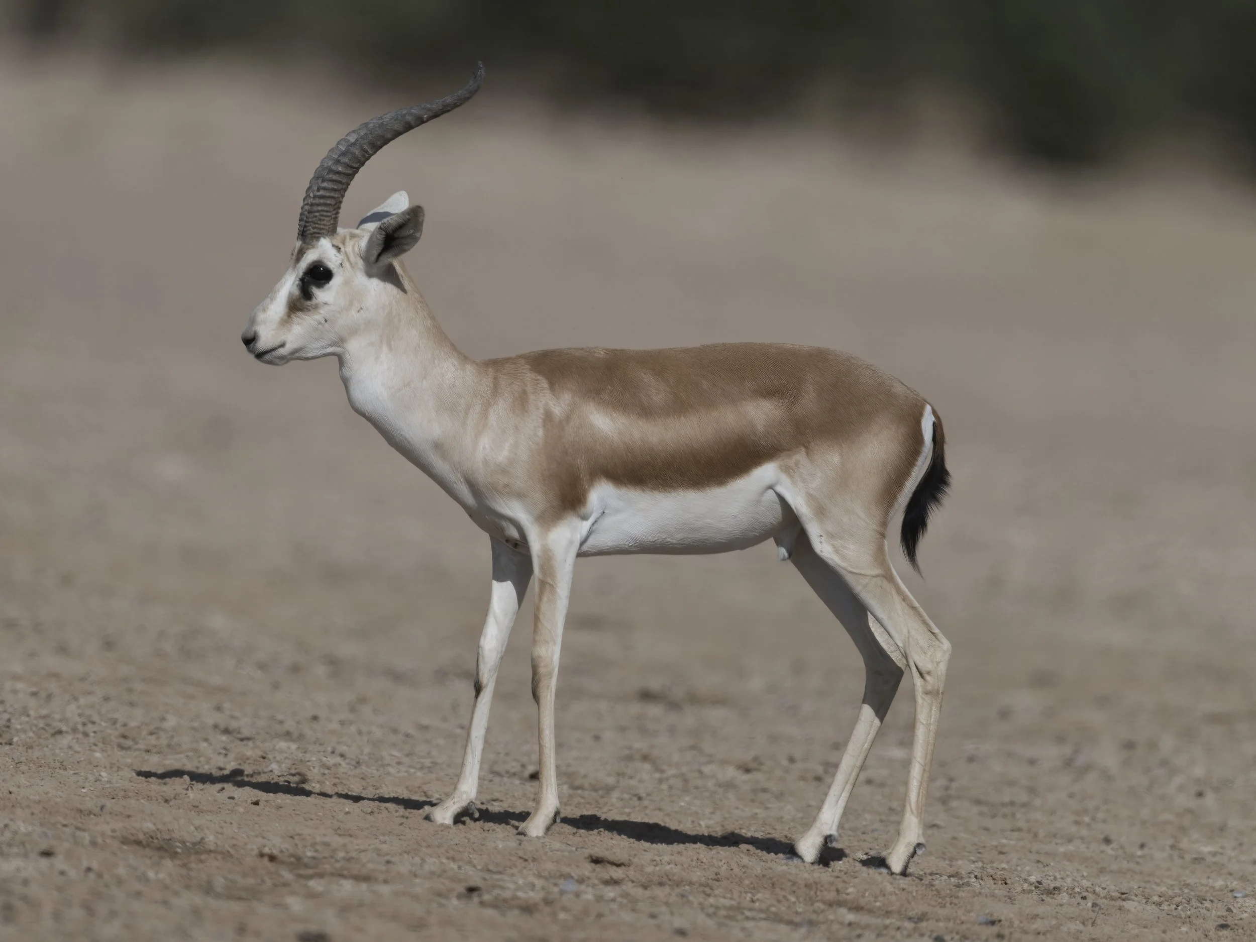 Arabian Sand Gazelle | غزال الريم العربي | Gazella marica — Wildlife ...
