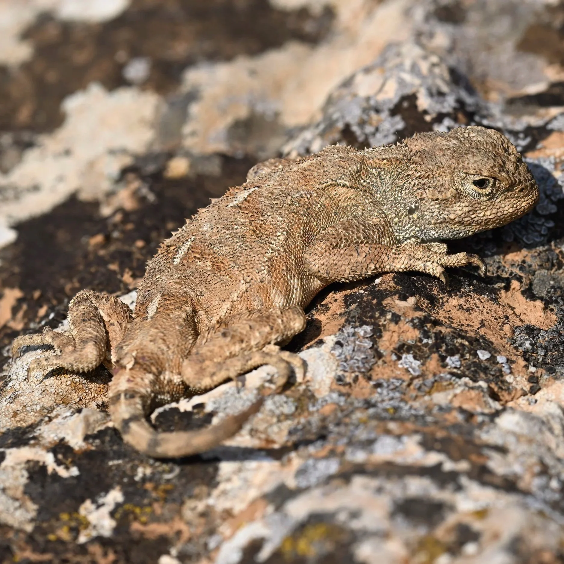 Reptiles of middle east