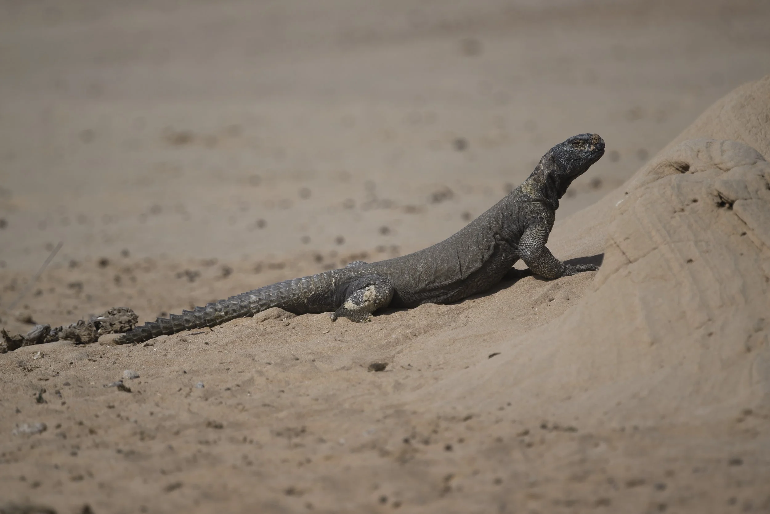 Egyptian spiny-tailed lizard (Uromastyx aegyptia)