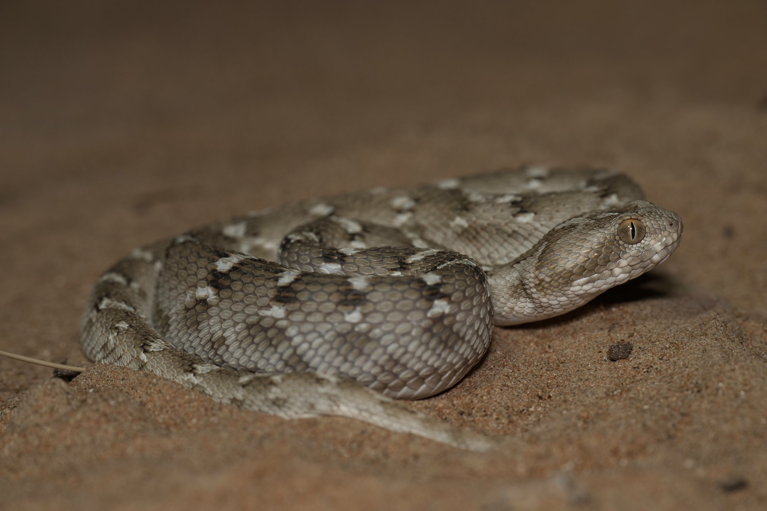 Close-up of a snake with tan, gray, and black patterned scales on sandy ground.