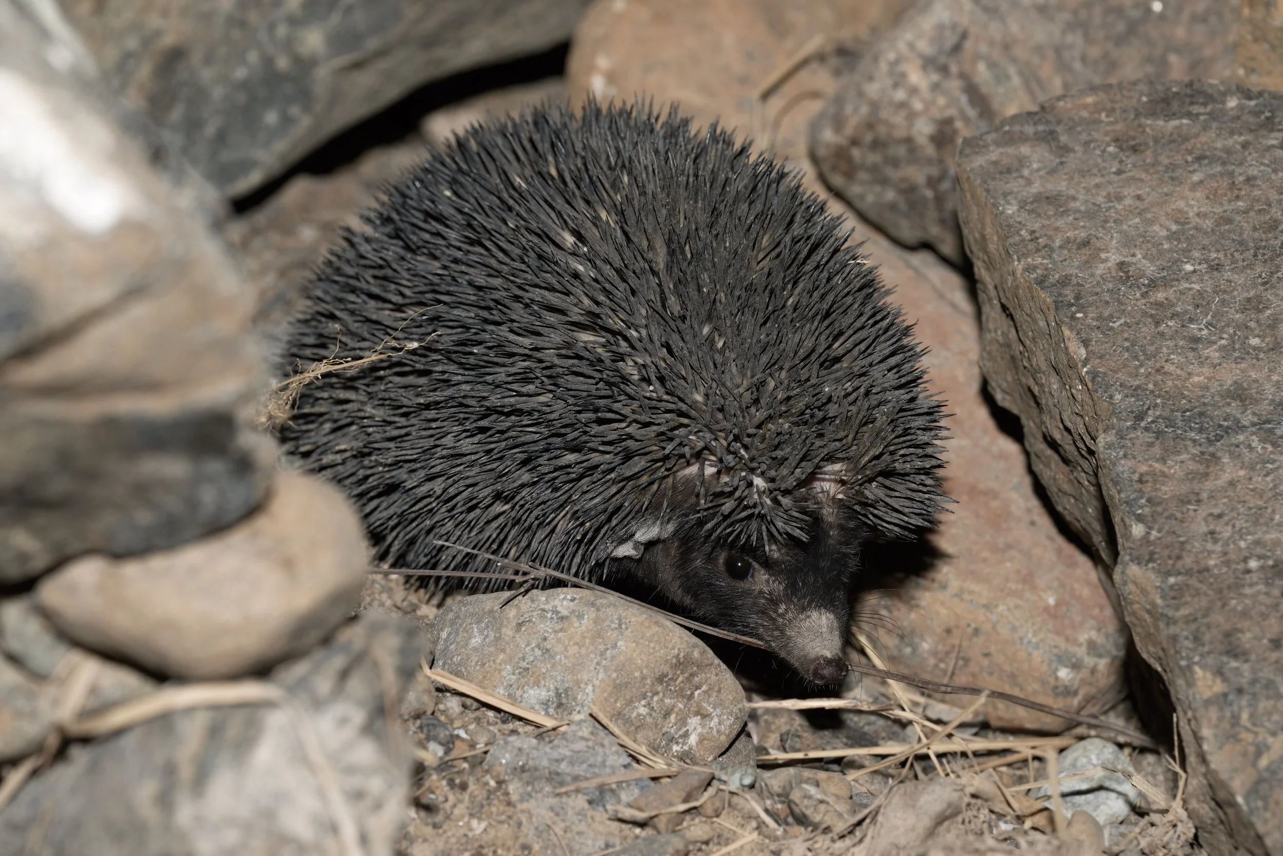 Desert Hedgehog \  Paraechinus aethiopicus 