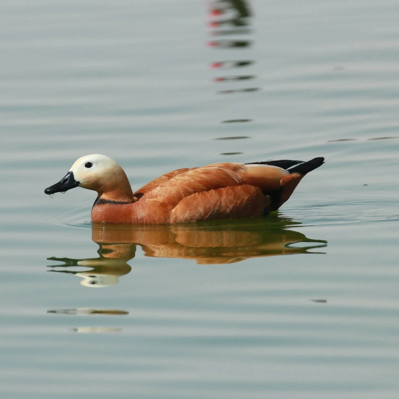 Ruddy Shelduck \ Tadorna ferruginea