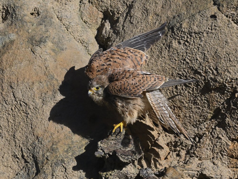 Eurasian Kestrel — best of the story
