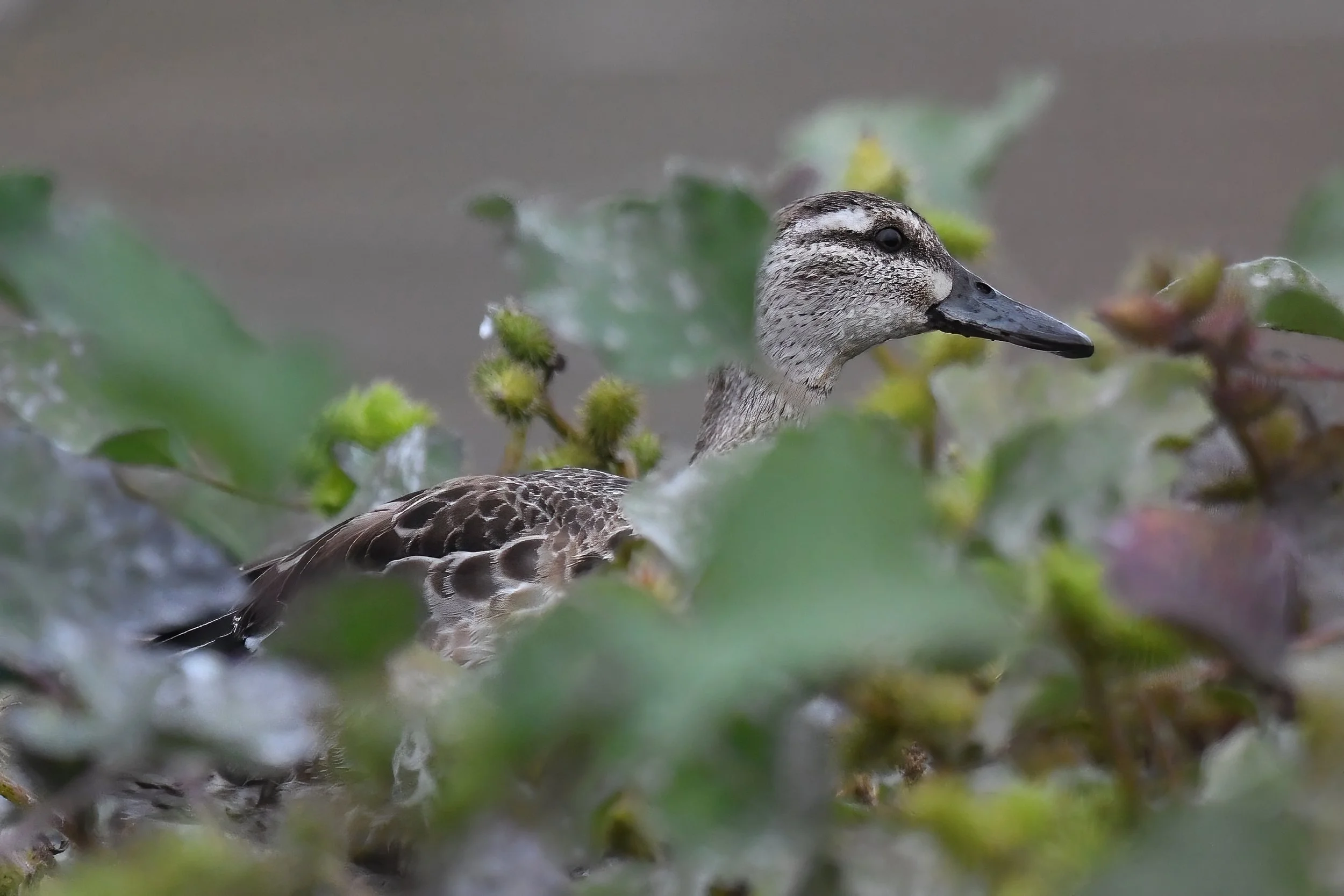 Garganey D54_7678.jpeg