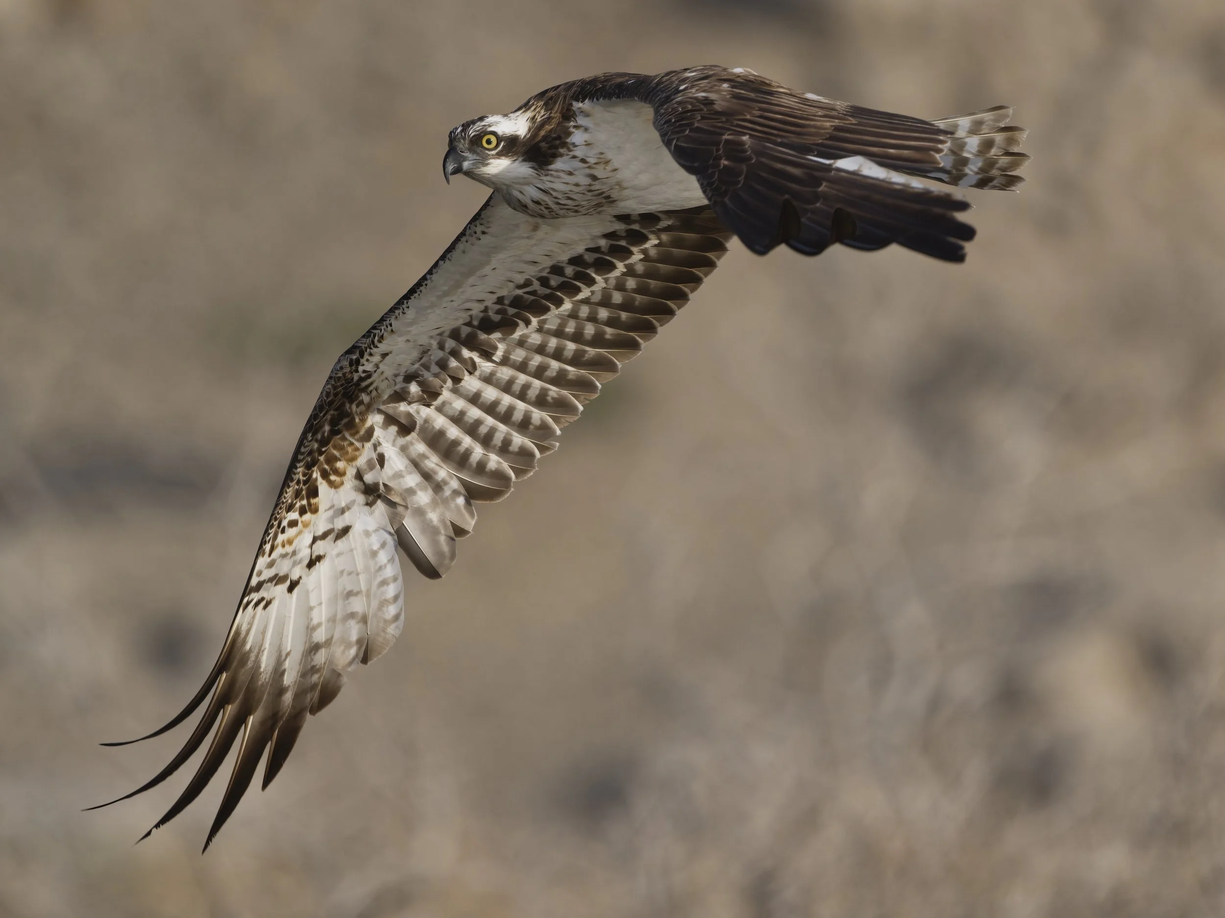 Birds photography trips UAE