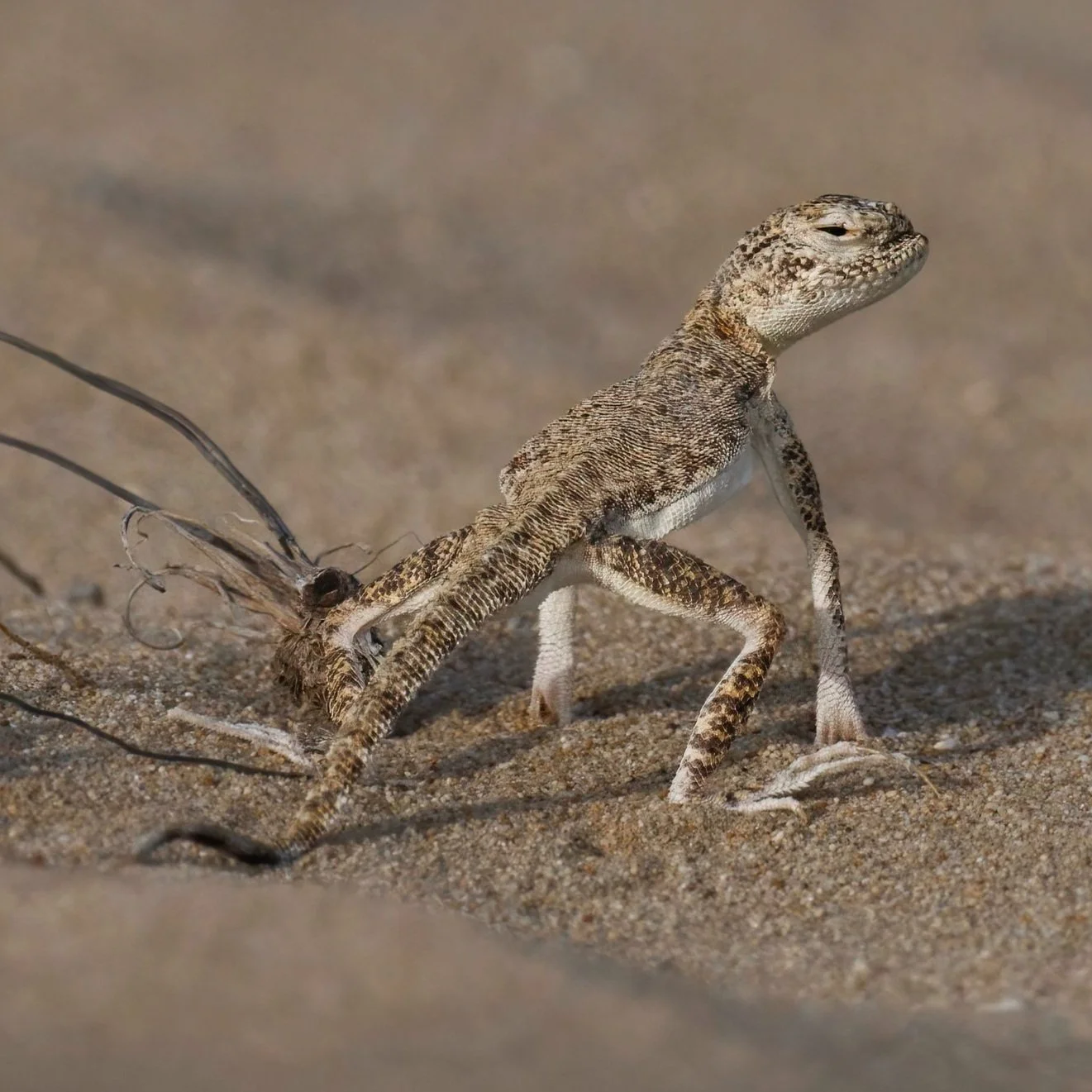 Arabian Toad-headed Agama \ Phrynocephalus arabicus