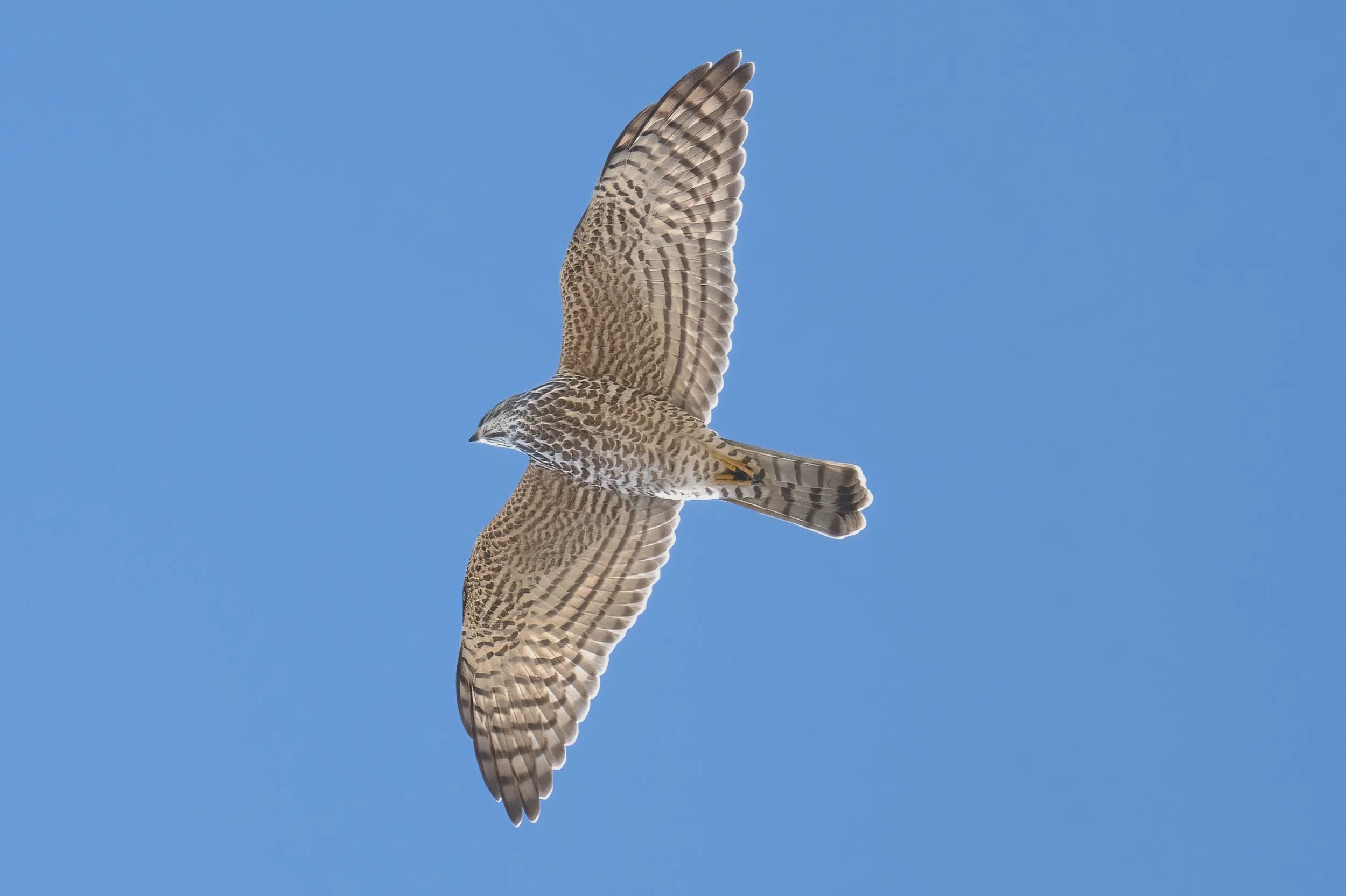 Birds migration Lebanon