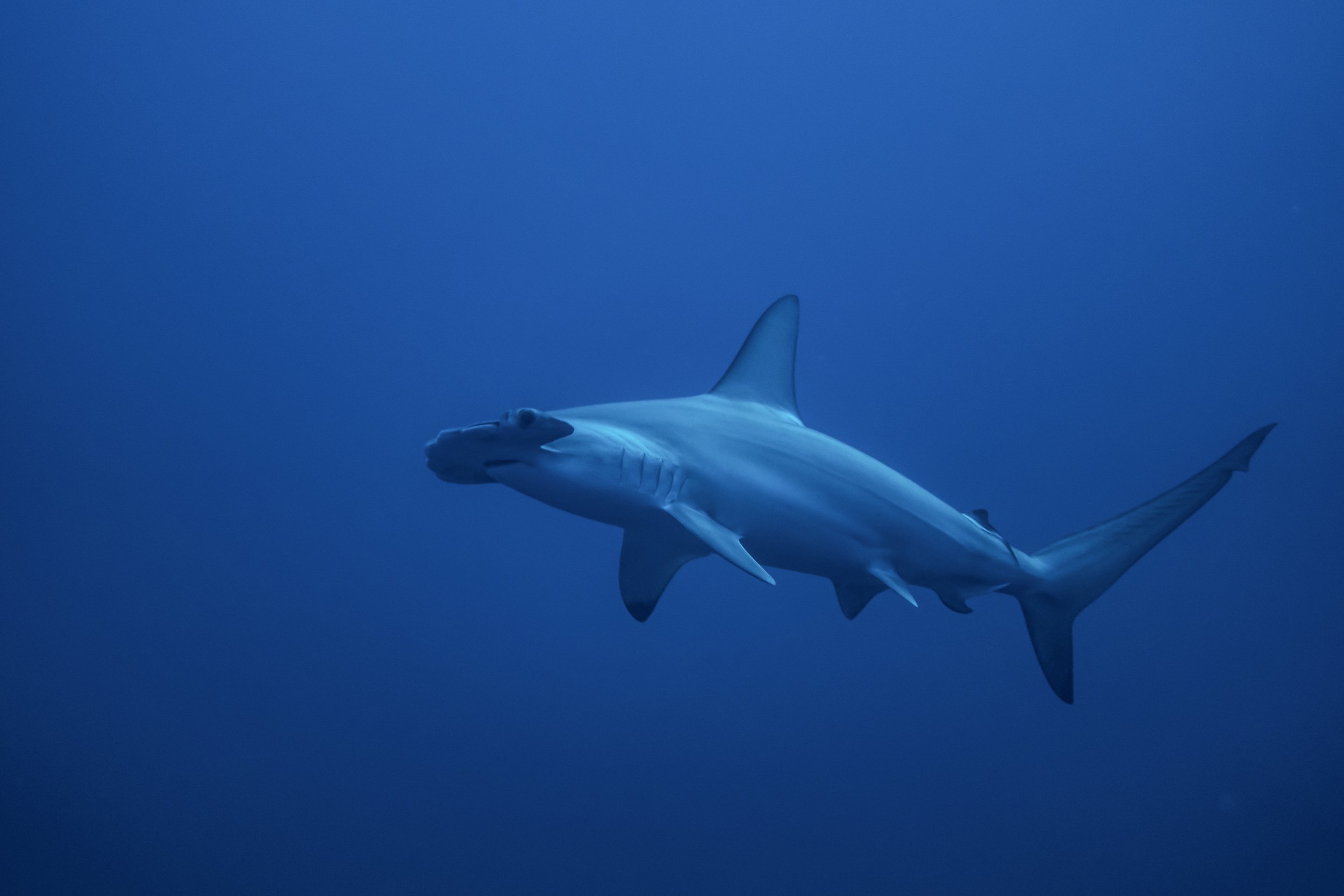Scalloped Hammerhead - Egypt Marine life