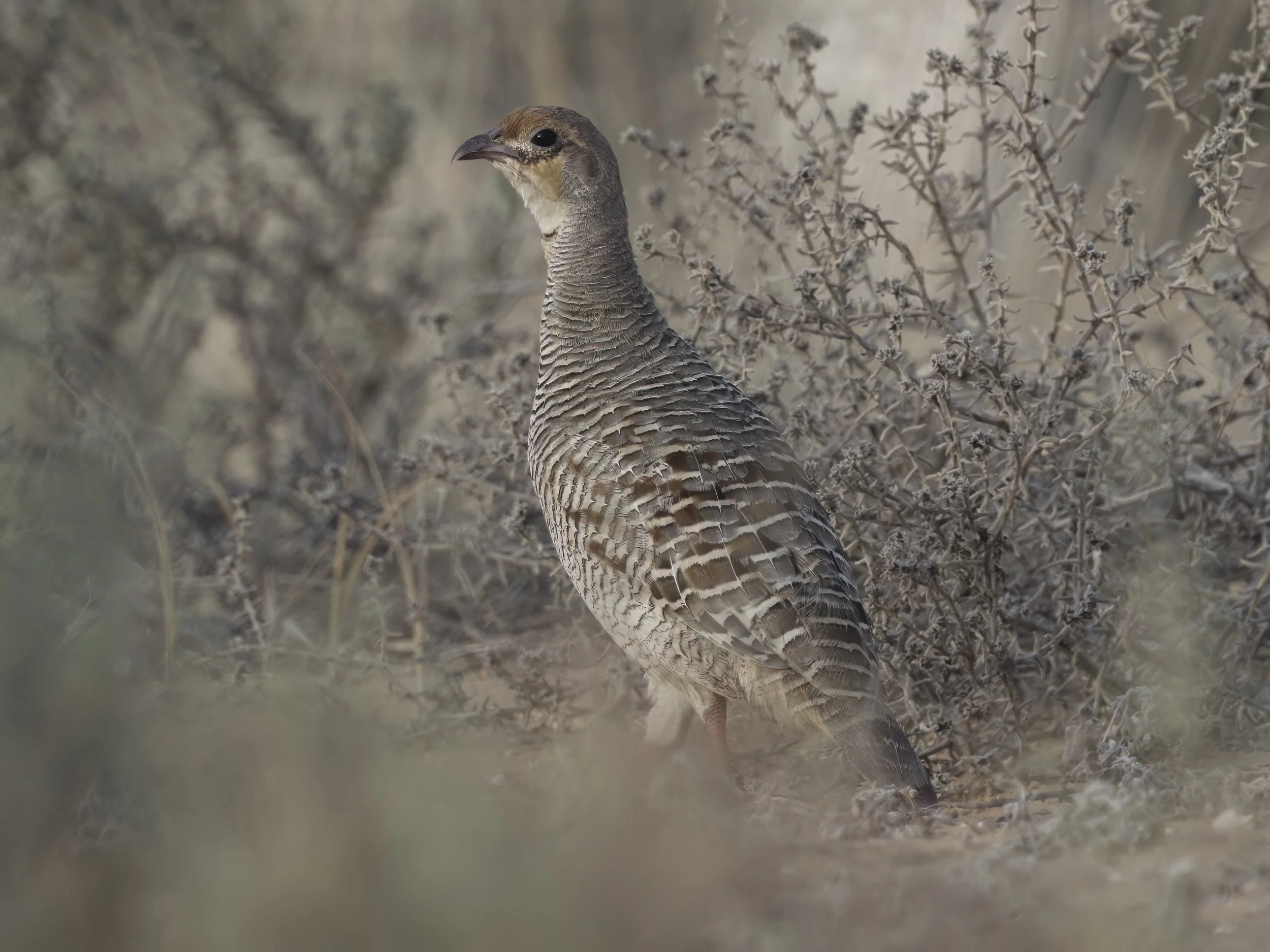 Grey Francolin (Ortygornis pondicerianus)