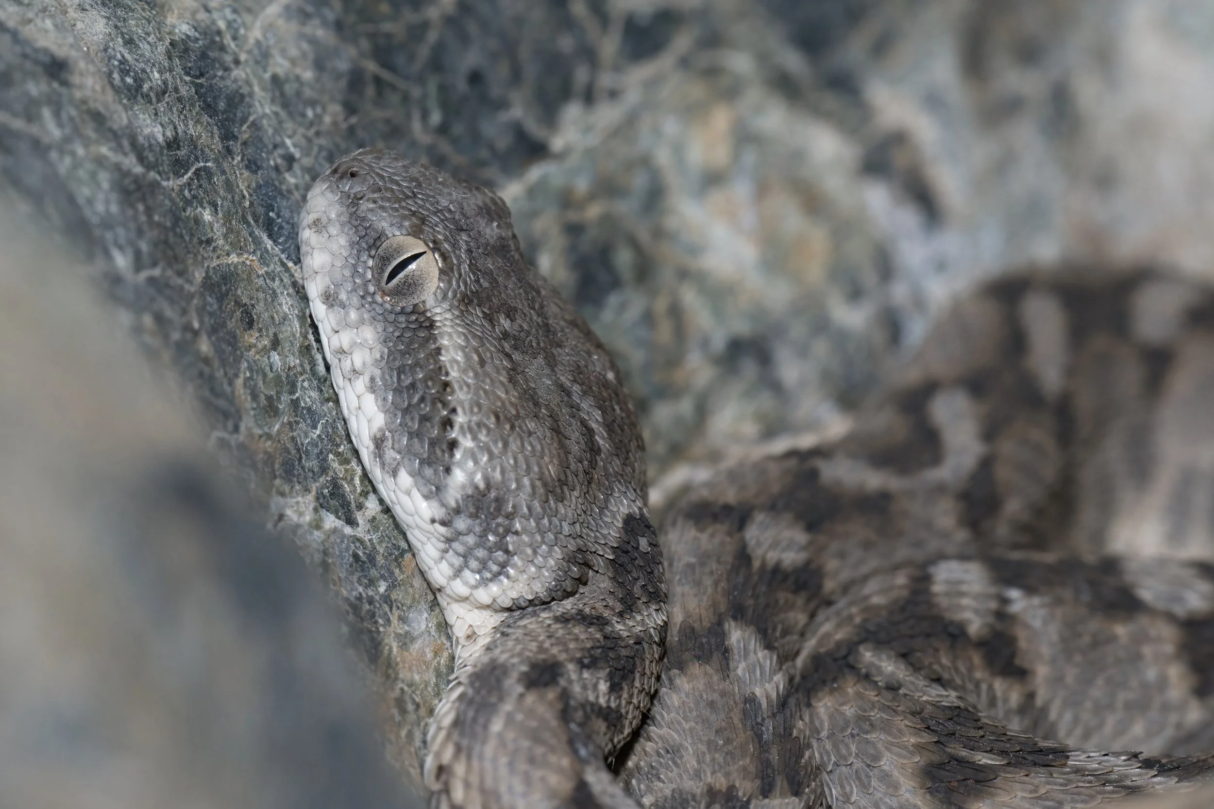Hajar Saw-scaled Viper_Z091709.jpeg