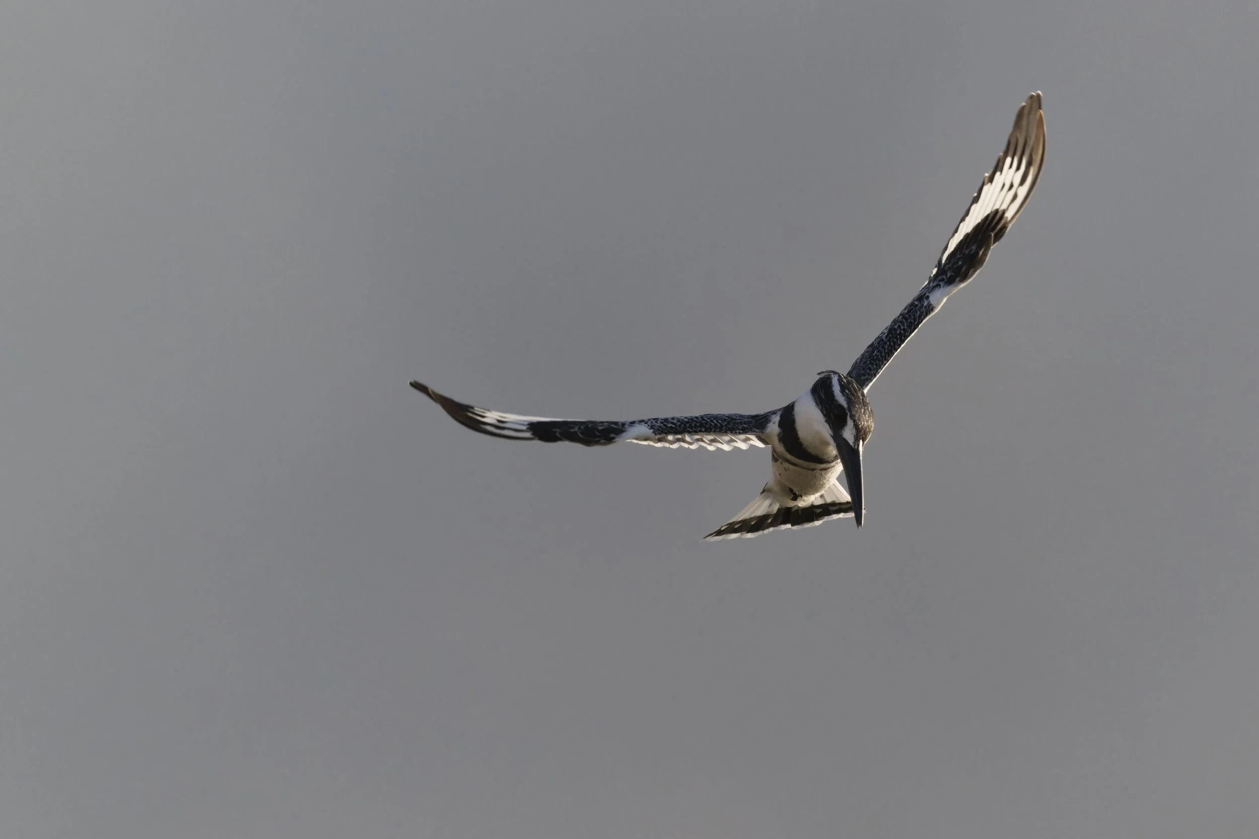 Birds watching Guide UAE