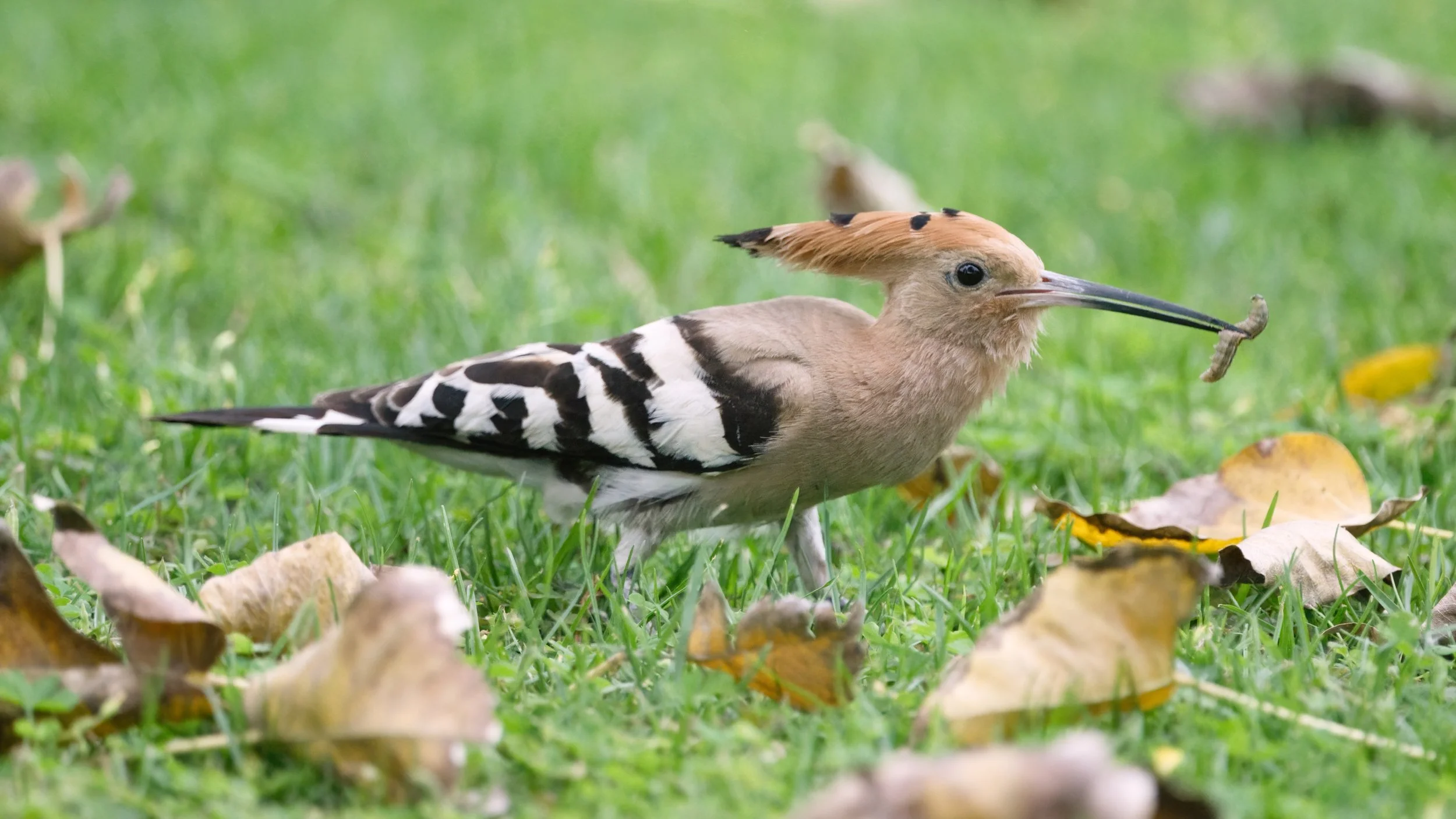 Eurasian Hoopoe (هدهد أوراسي)