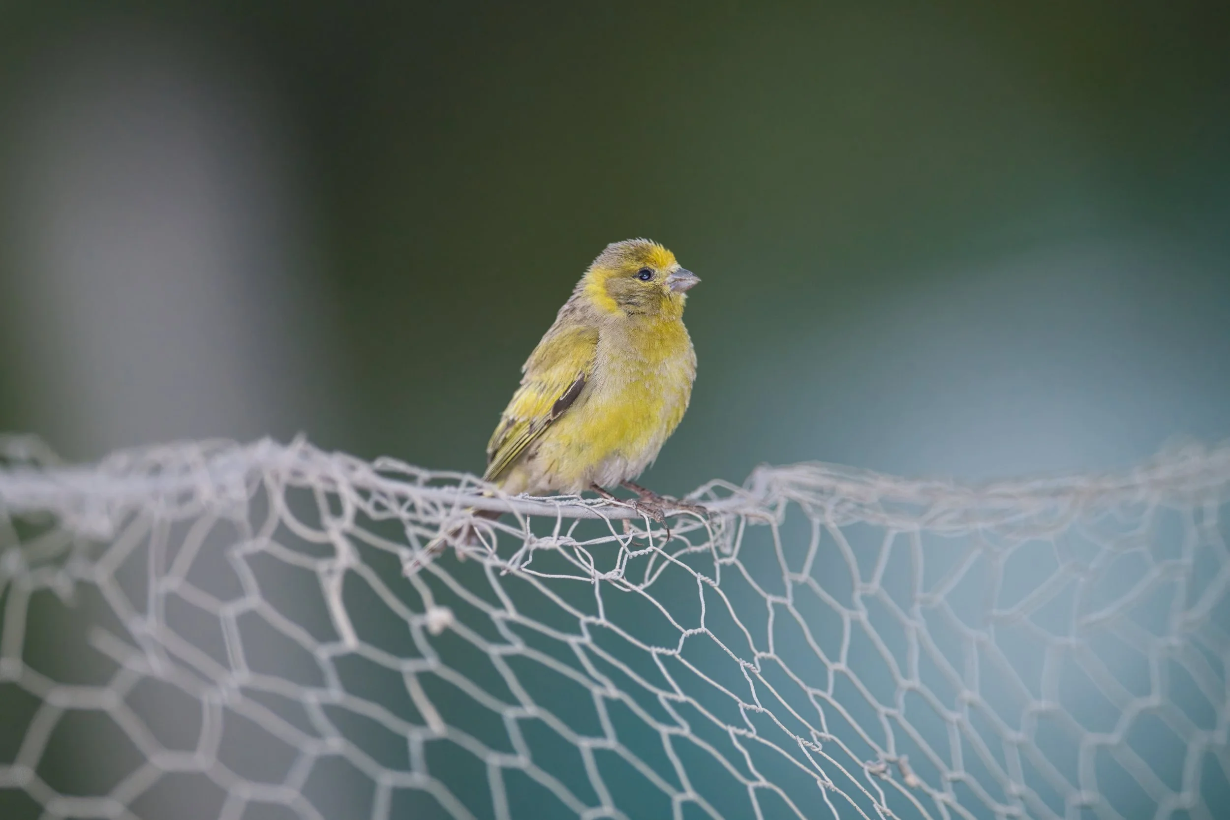 Syrian Serin | النعار السوري | Serinus syriacus