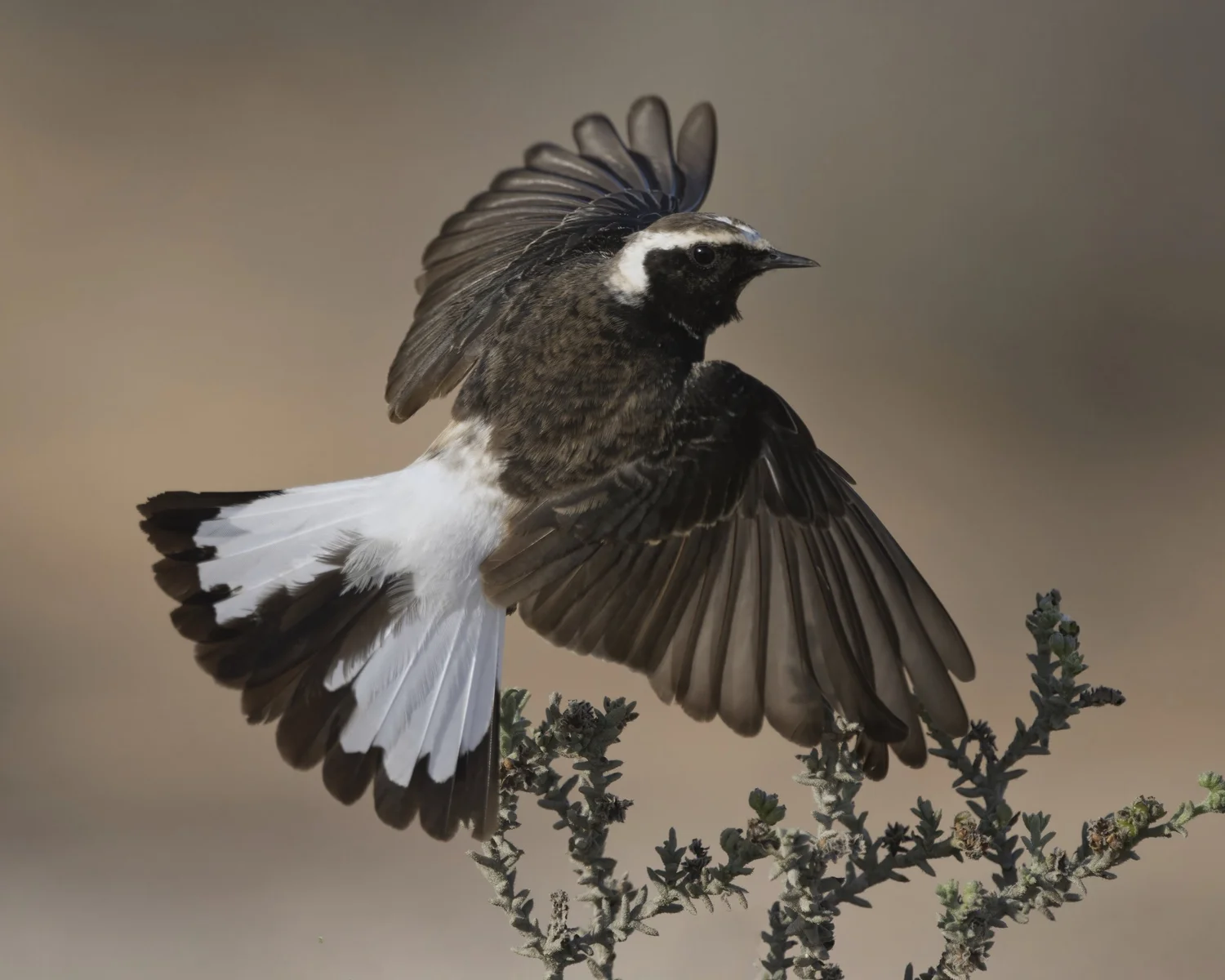 Pied Wheatear, UAE