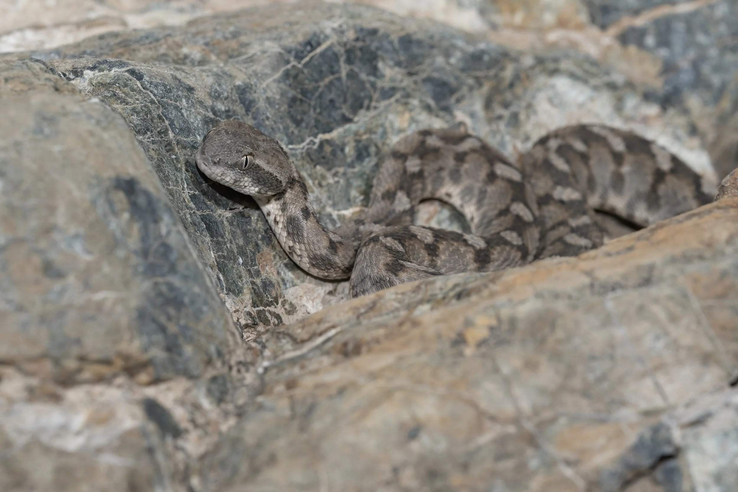 Hajar Saw-scaled Viper_Z091681.jpeg