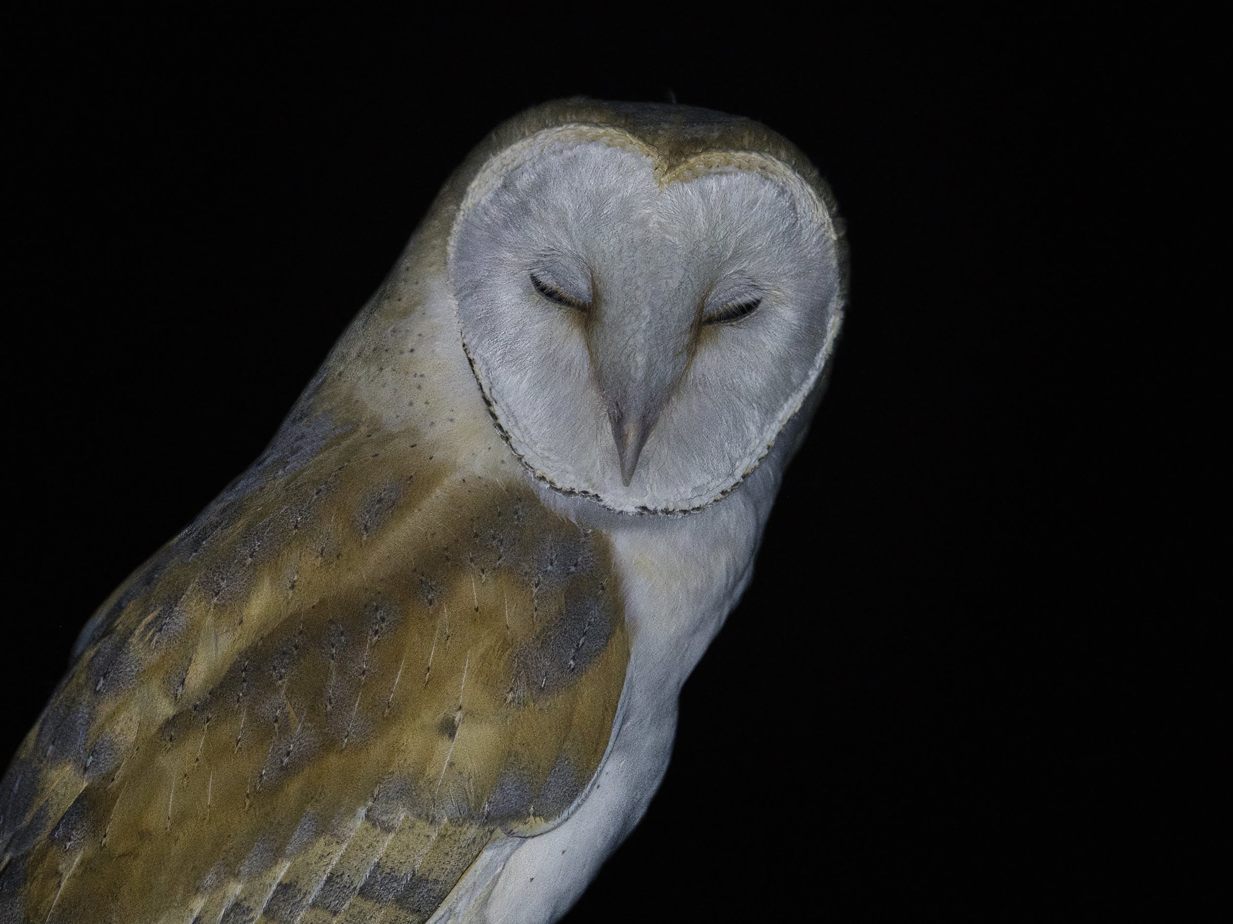 Barn Owl (Tyto alba) eye closed
