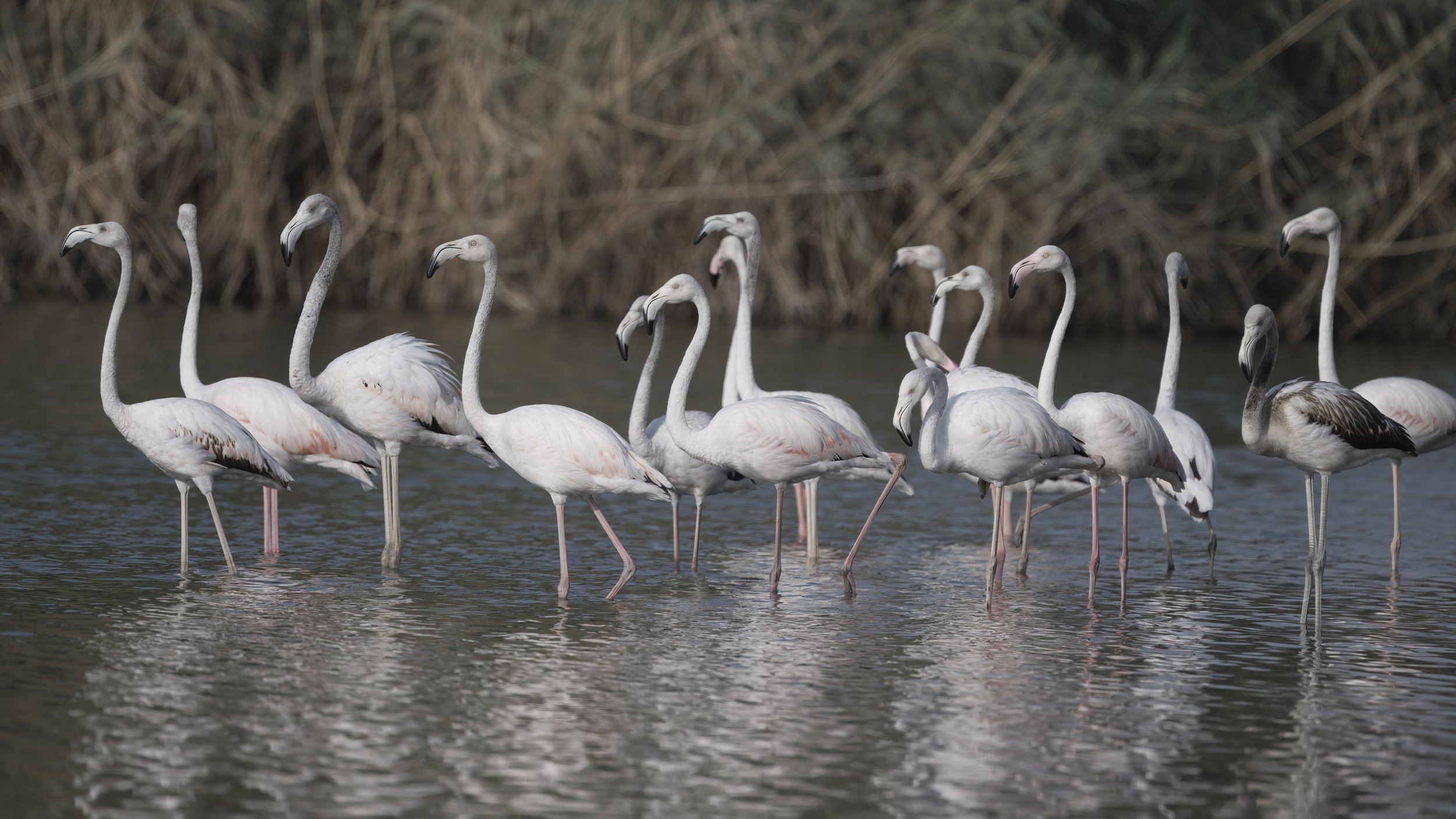 Greater Flamingo (Phoenicopterus roseus)