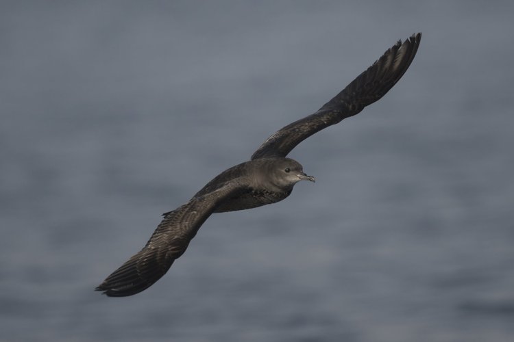 Short-tailed Shearwater, UAE