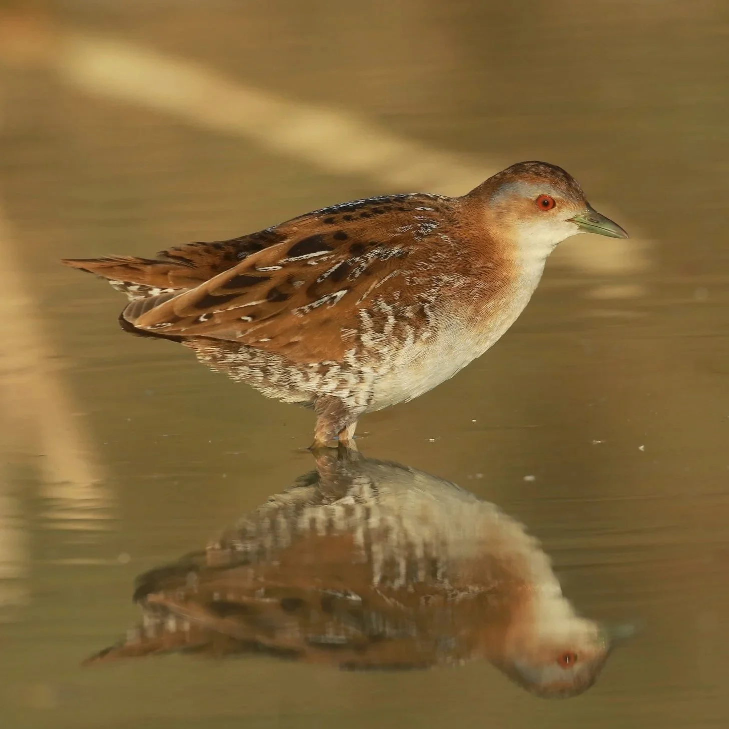Baillon's Crake \ Zapornia pusilla