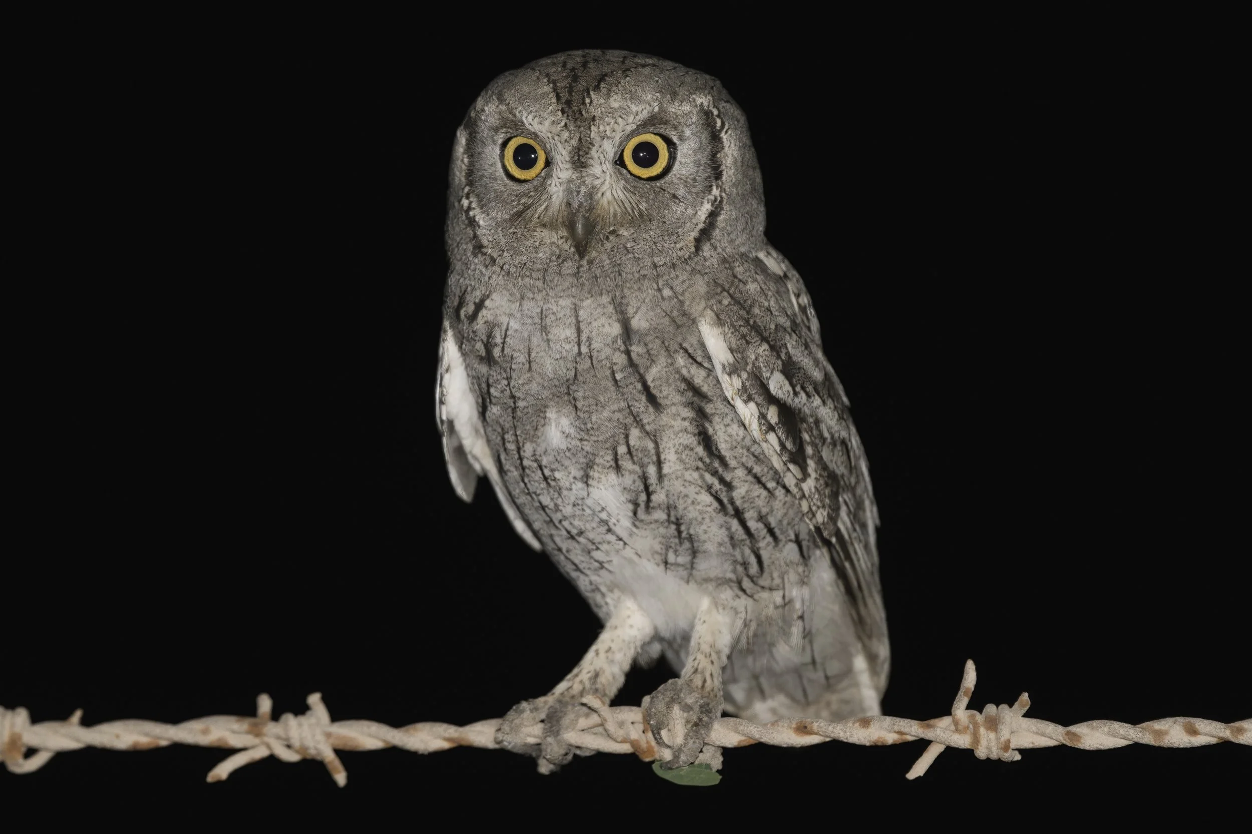 Pallid Scops-owl \ Otus brucei