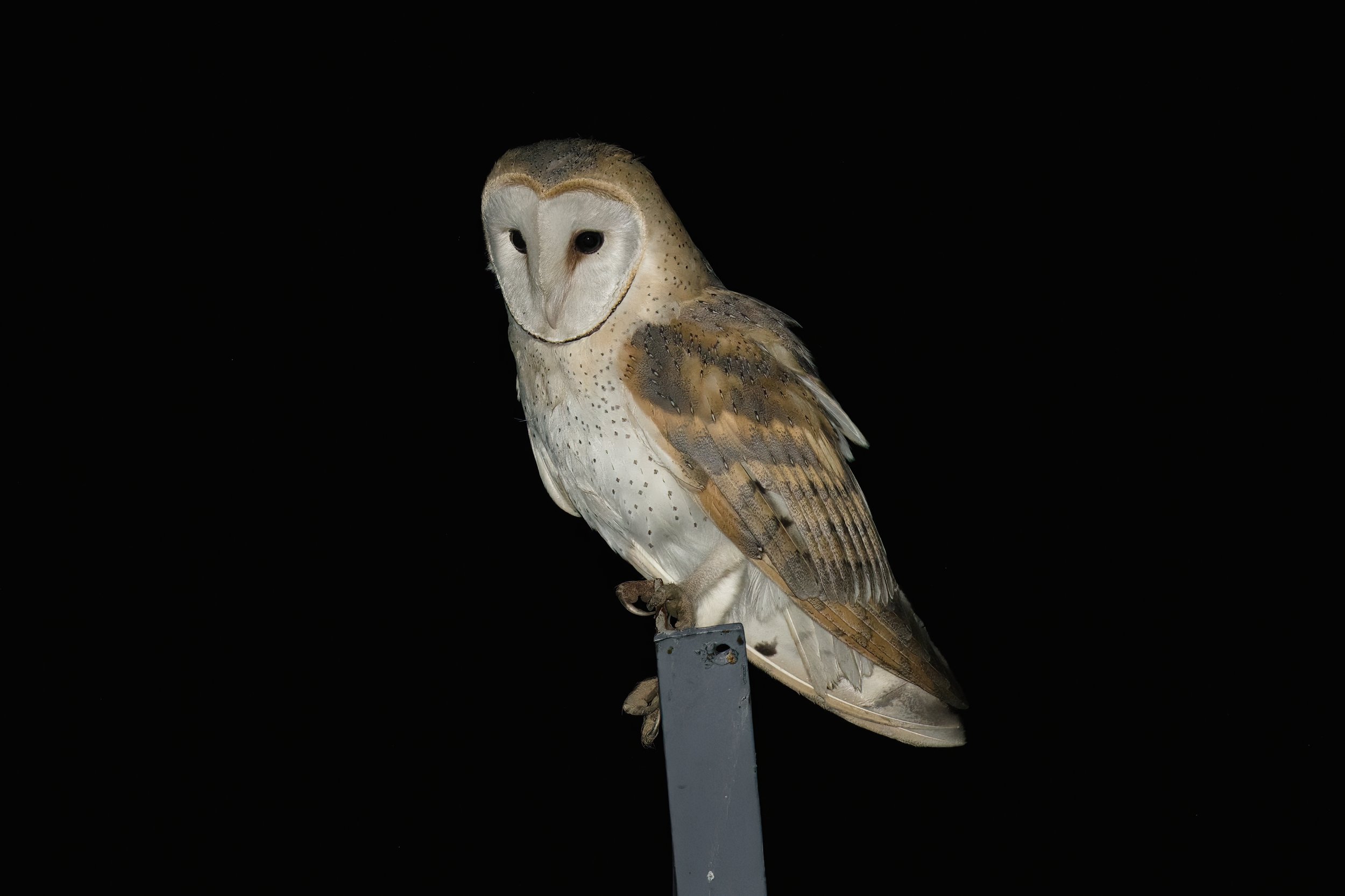 Barn Owl (Tyto alba)