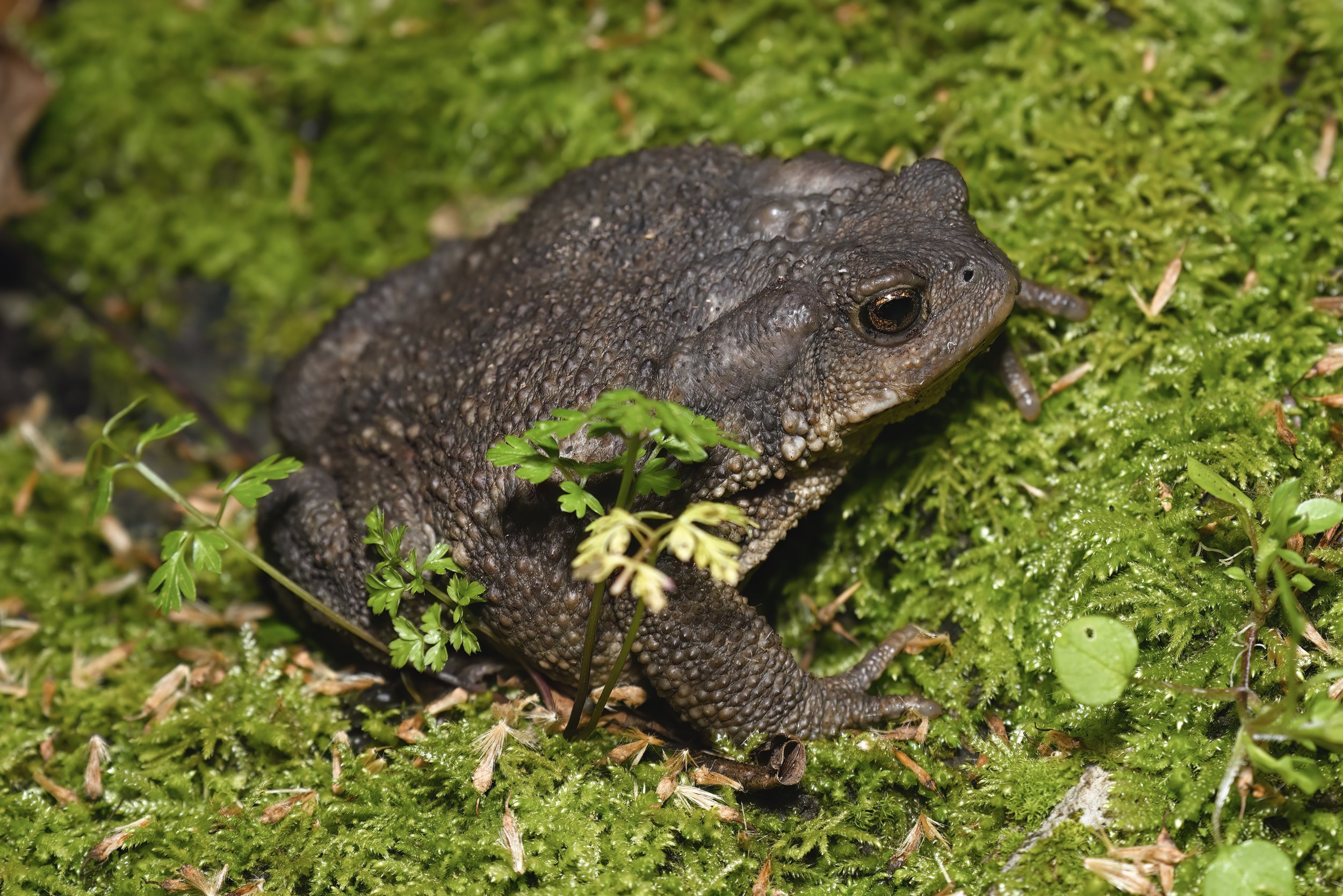 Caucasian Toad Lebanon