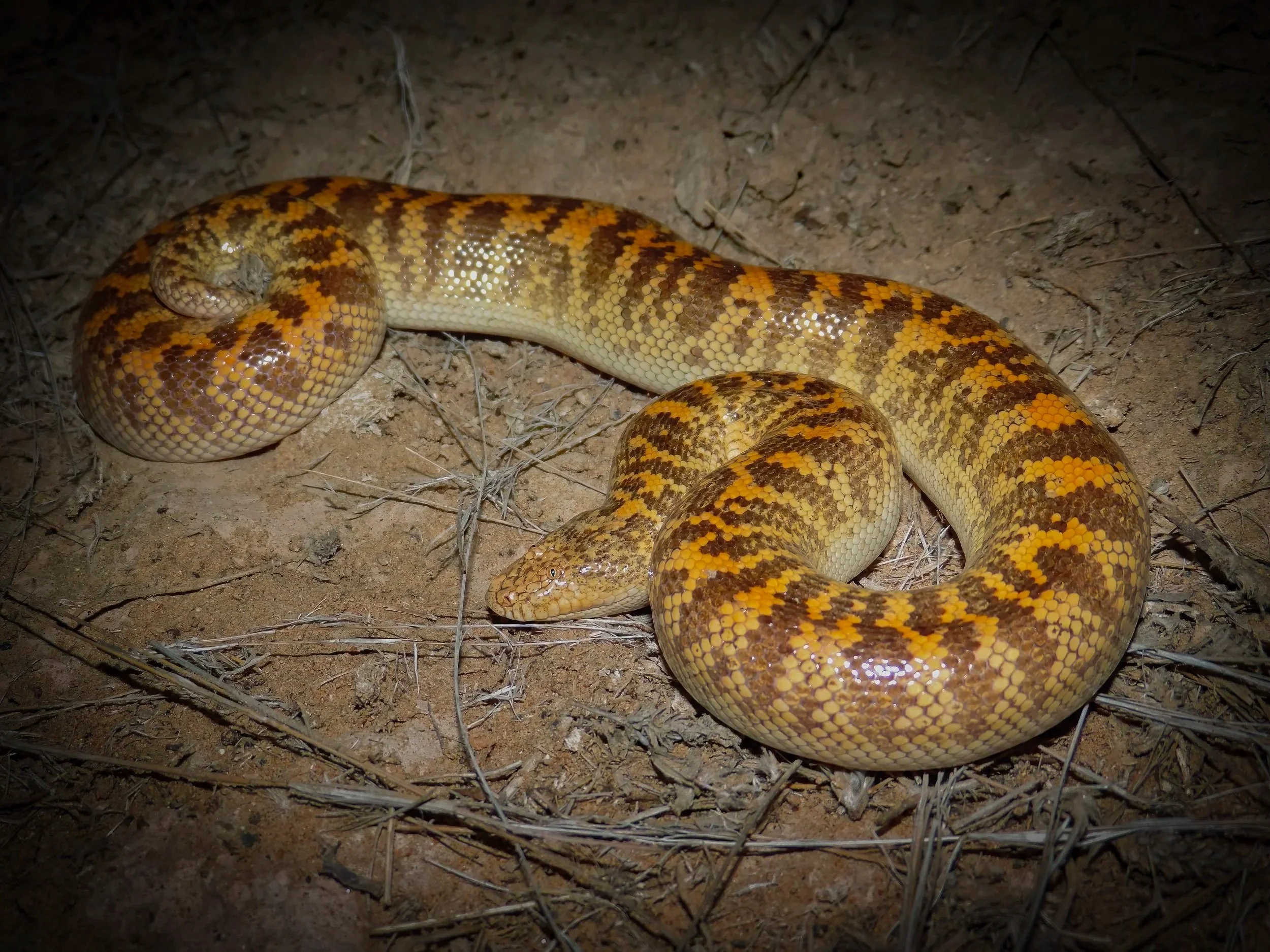 Arabian Sand Boa