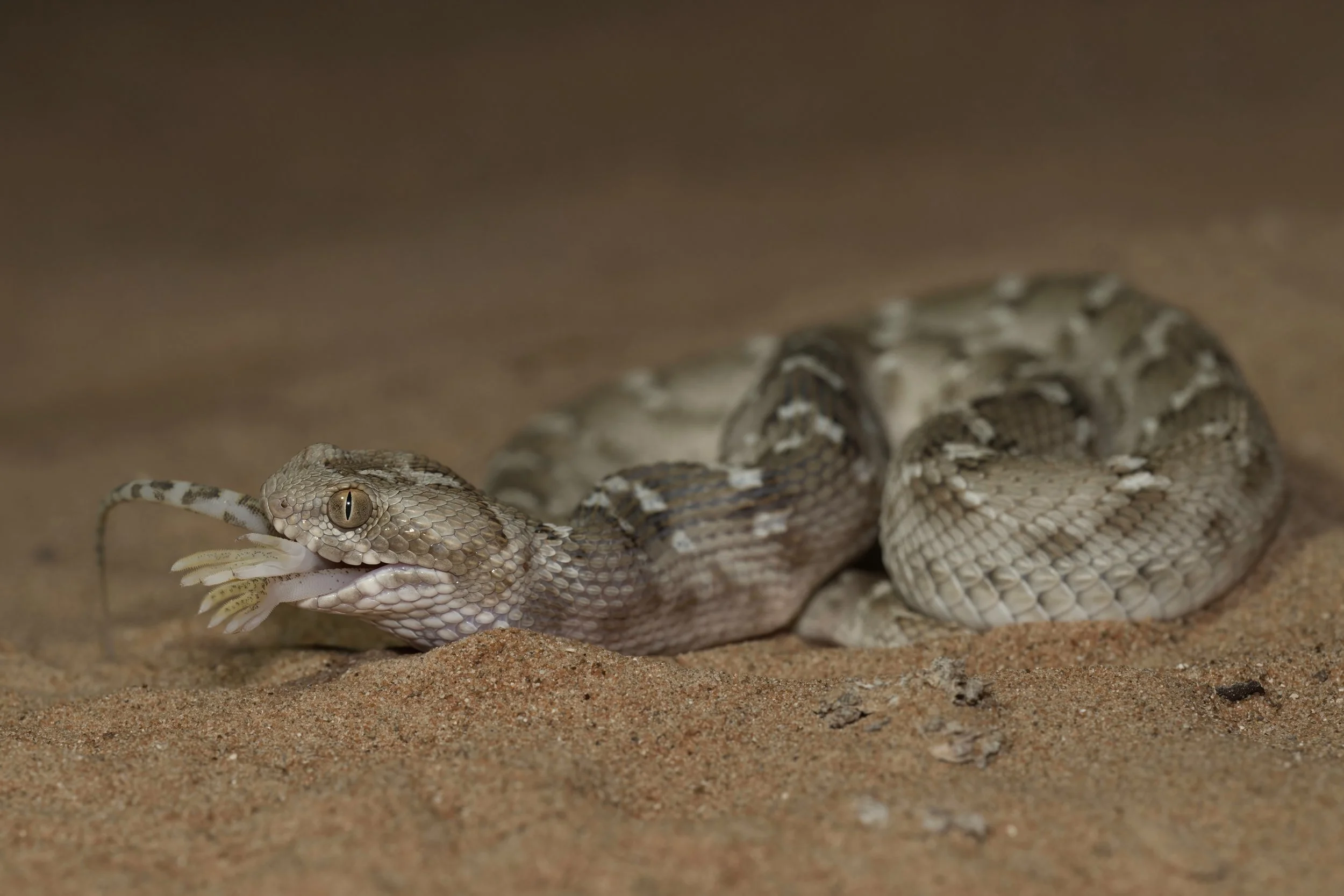 Sindh Saw-scaled Viper \ Echis carinatus