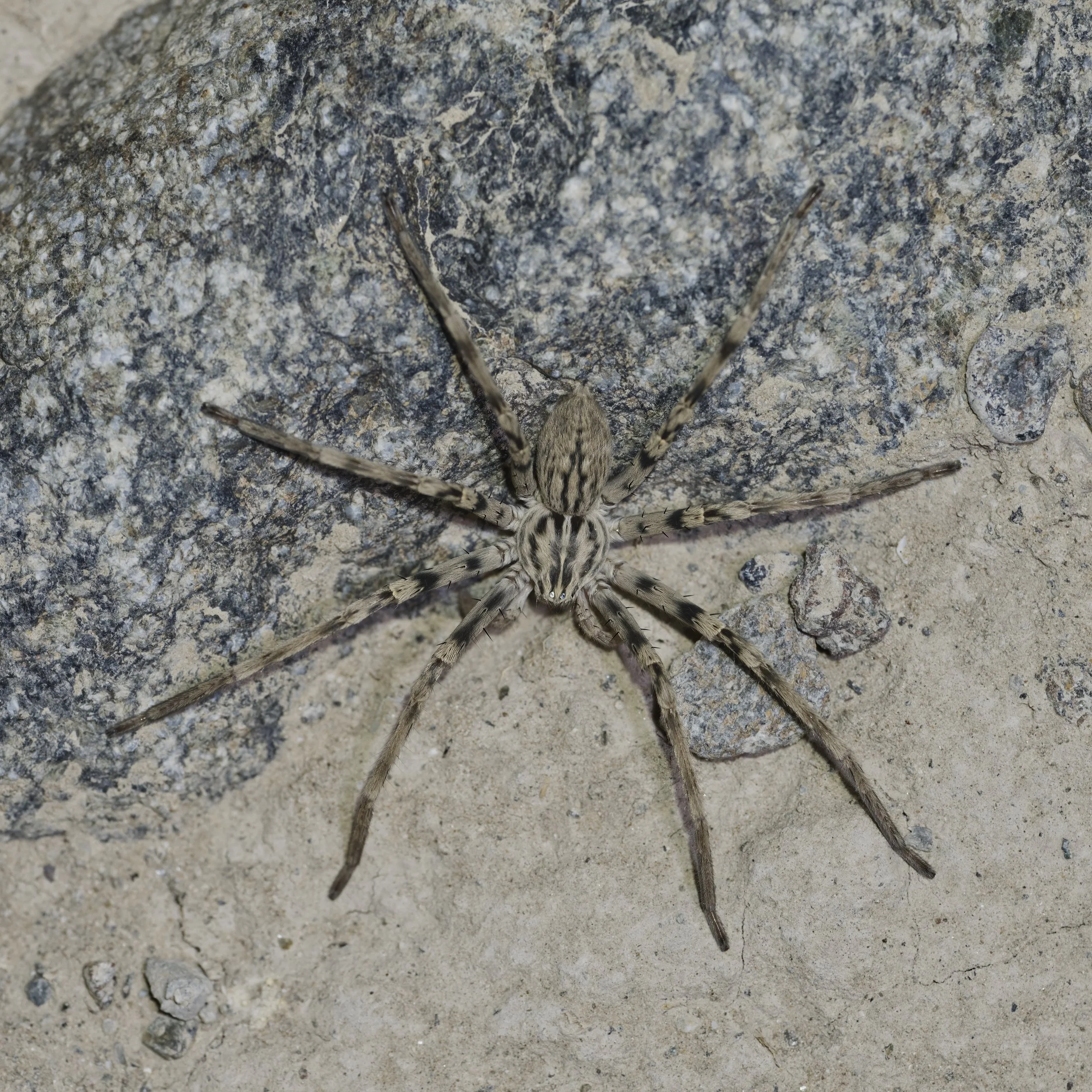 Wolf spider Z09_0426.jpeg