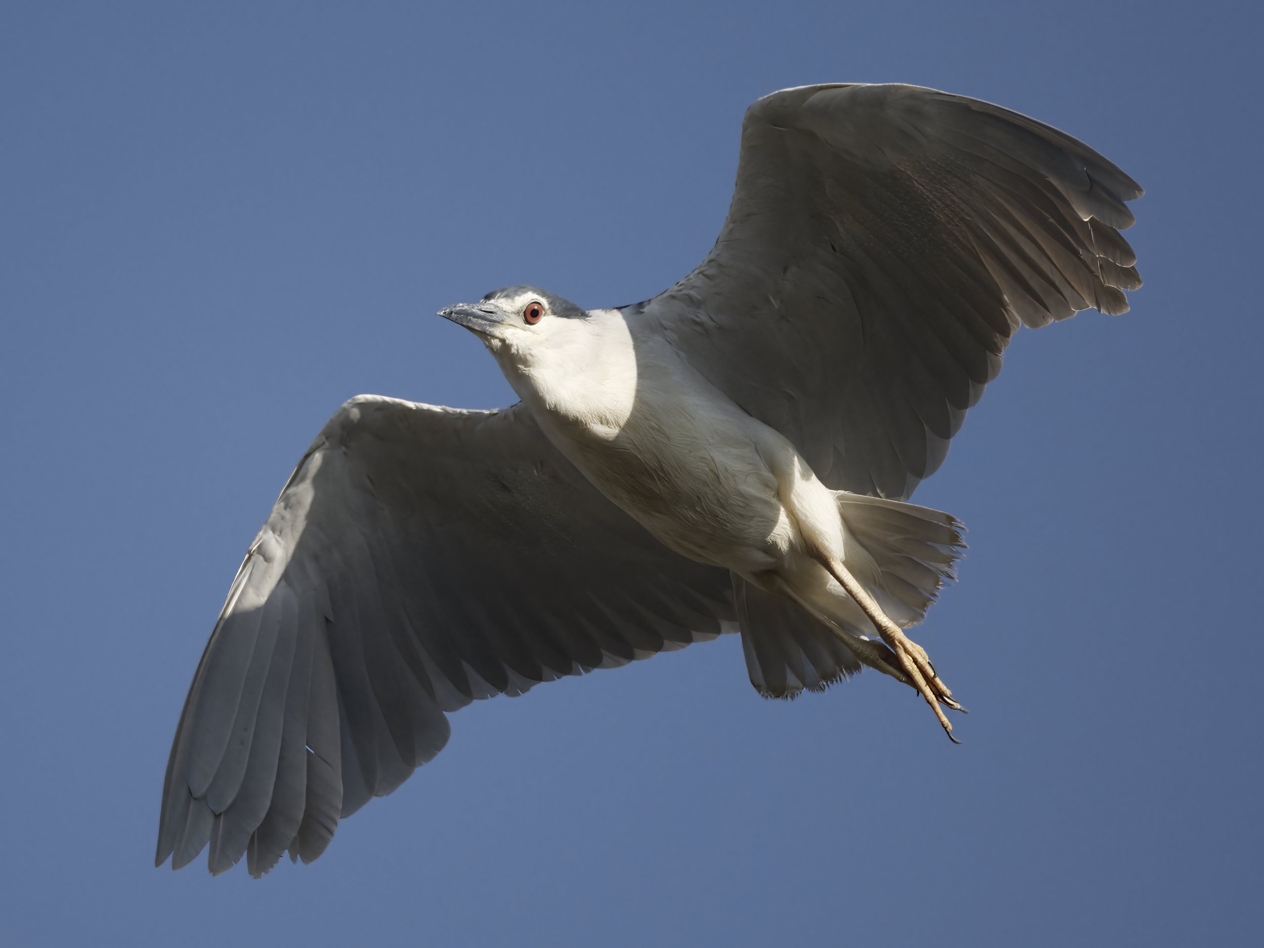 Z09_3596-Black-crowned Night Heron.jpeg