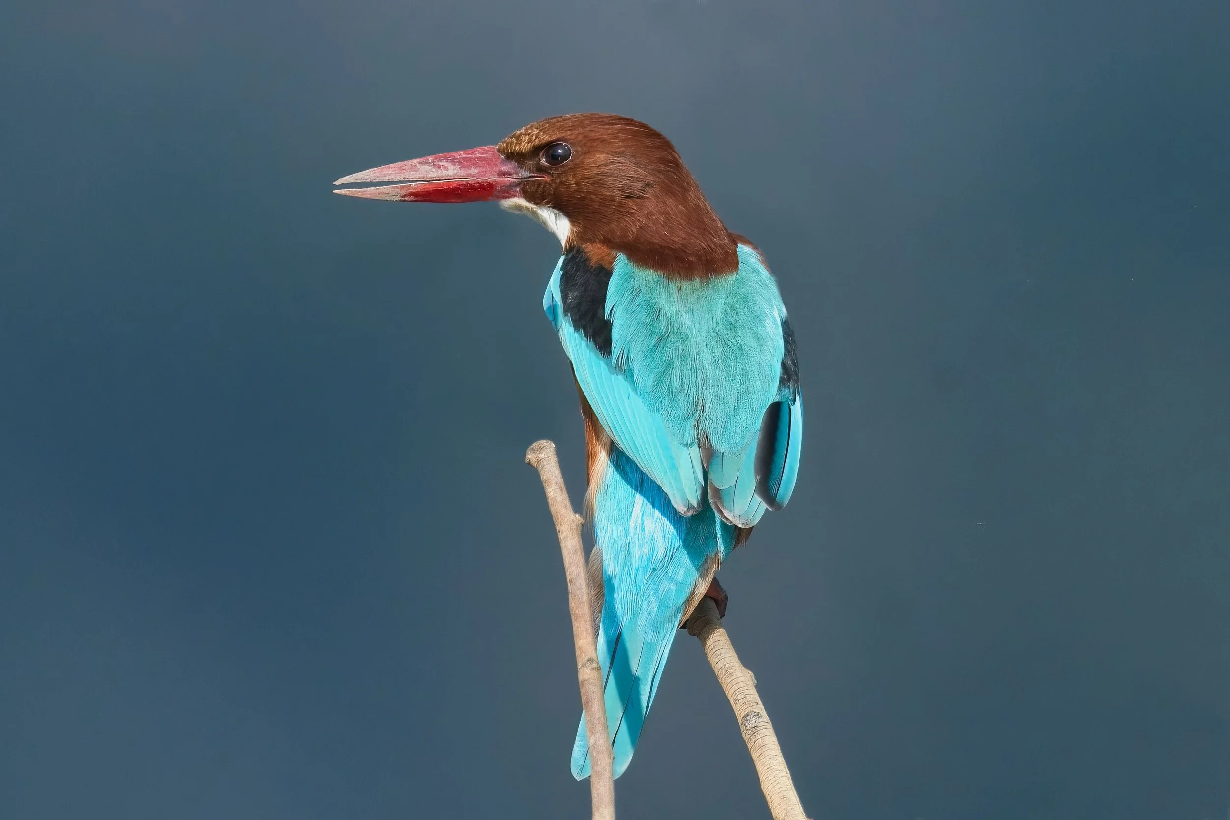 White-throated Kingfisher